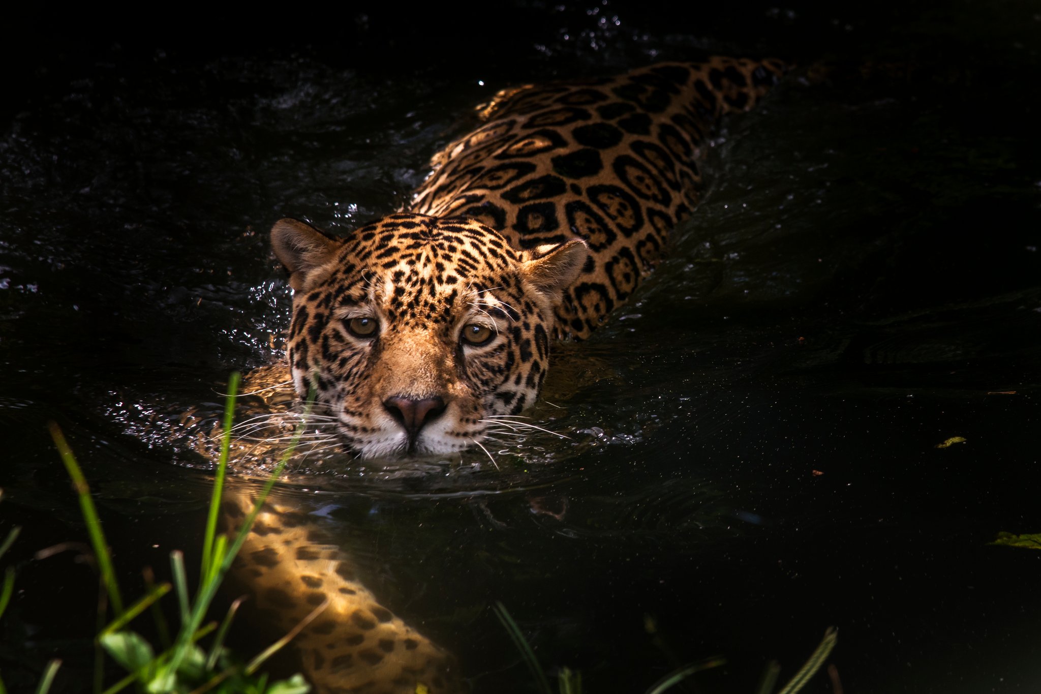 Kein Zögern, kein Umweg. Einfach der Chef des Flusses. Ein Jaguar schwimmt auf einer Pantanal-Jaguar-Fotosafari direkt auf die Kamera zu, sein geflecktes Fell halb unter dunklem Wasser, der Blick fest nach vorn gerichtet