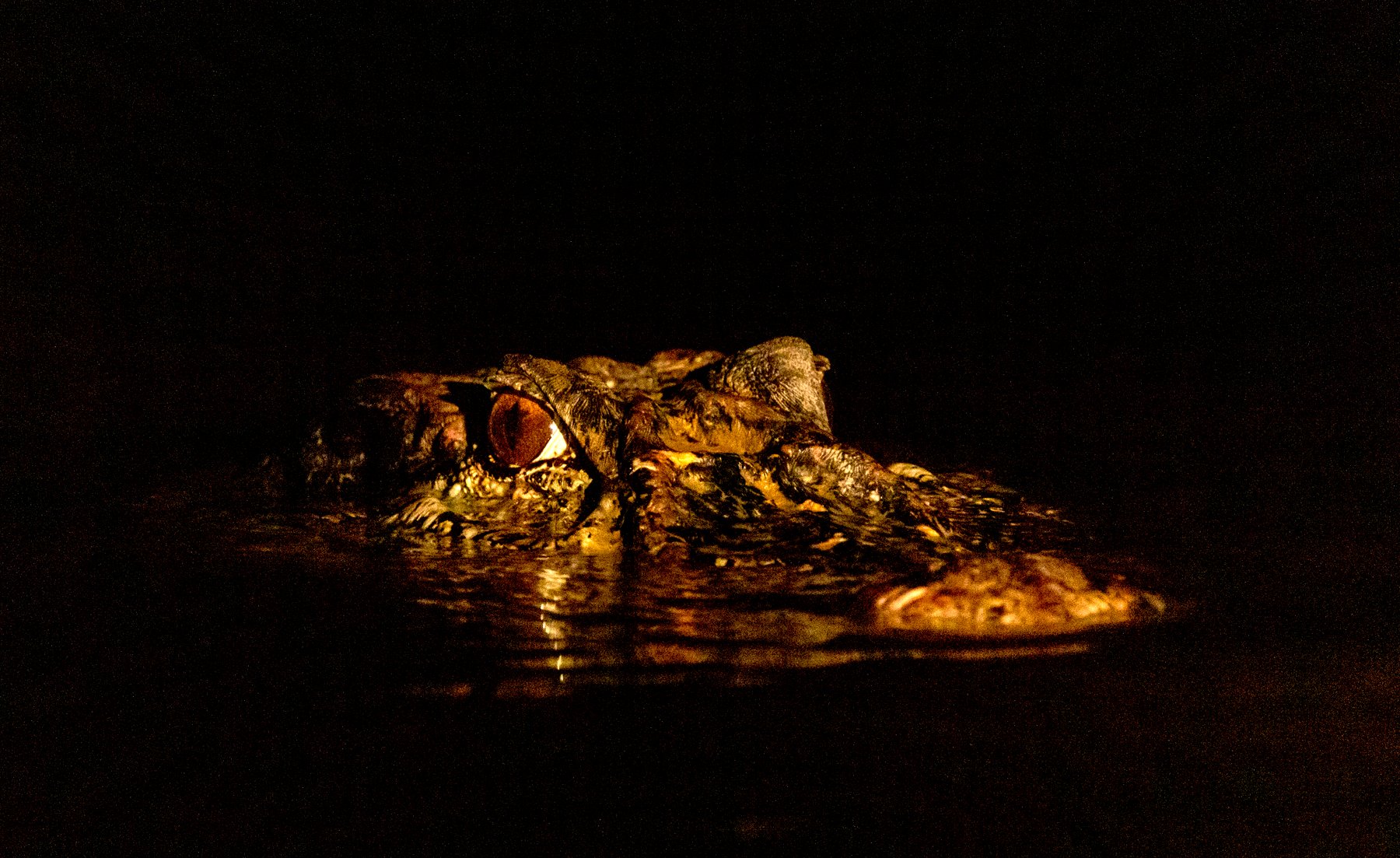 Close-up of a caiman's head barely breaking the water surface at night during a tucano amazon river cruise night excursion, its amber eye glowing in torchlight against total darkness