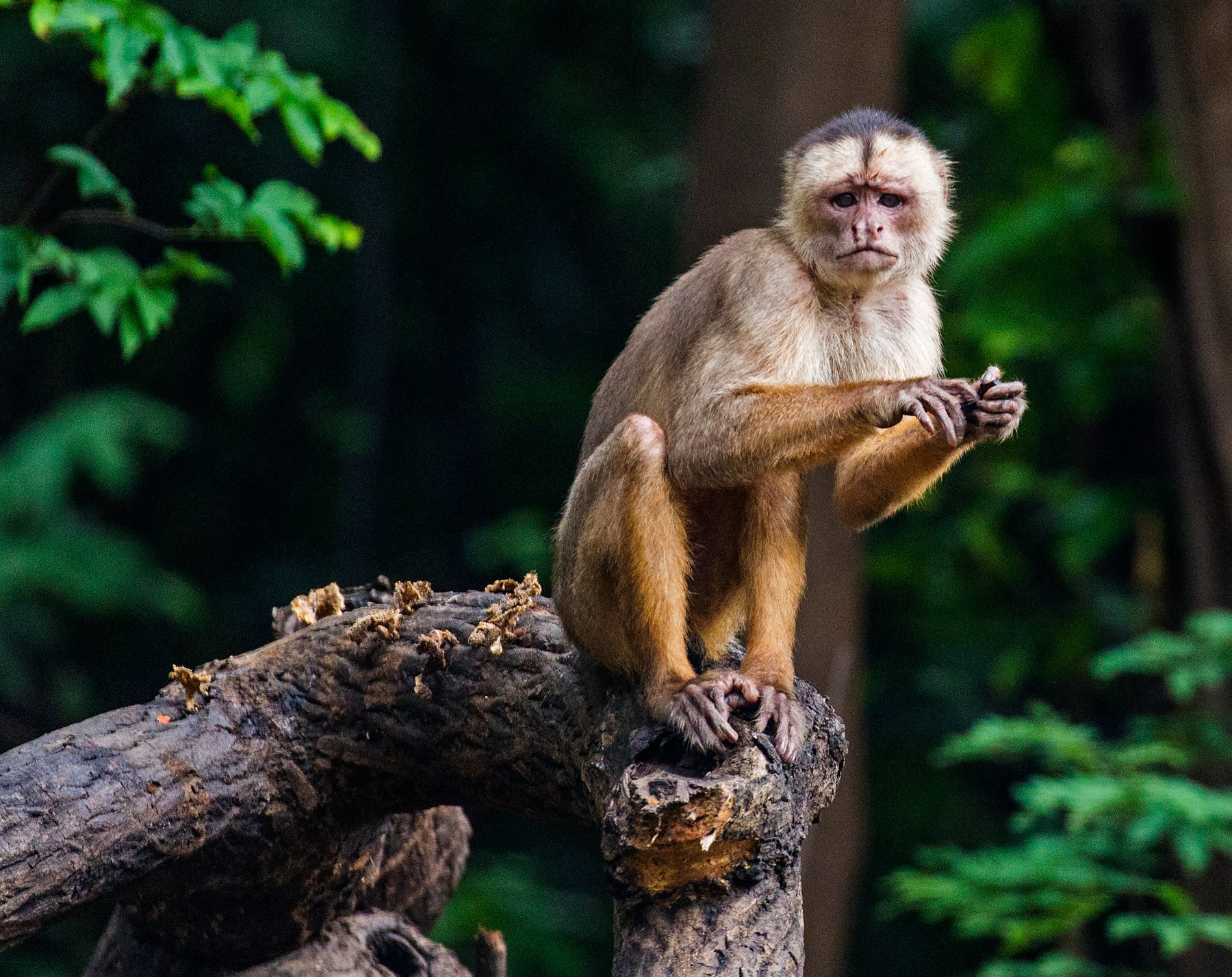 A white-faced capuchin monkey perched on a weathered log stump in dense rainforest, holding food in its hands and gazing directly at the camera during a tucano amazon river cruise wildlife excursion
