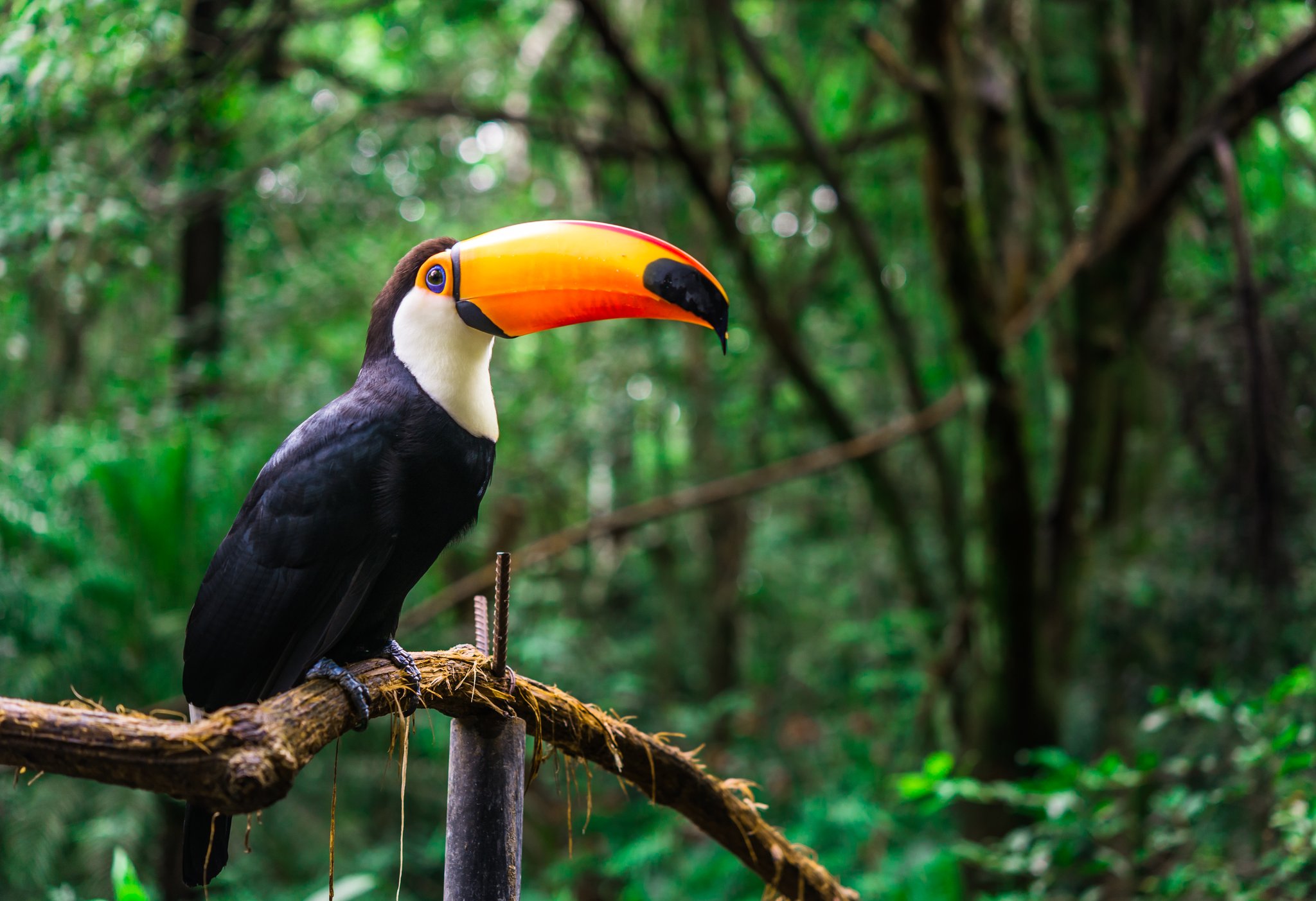 A toco toucan with a vivid orange-and-red bill perches on a branch against a lush green forest backdrop, a common sighting on the tucano amazon river cruise