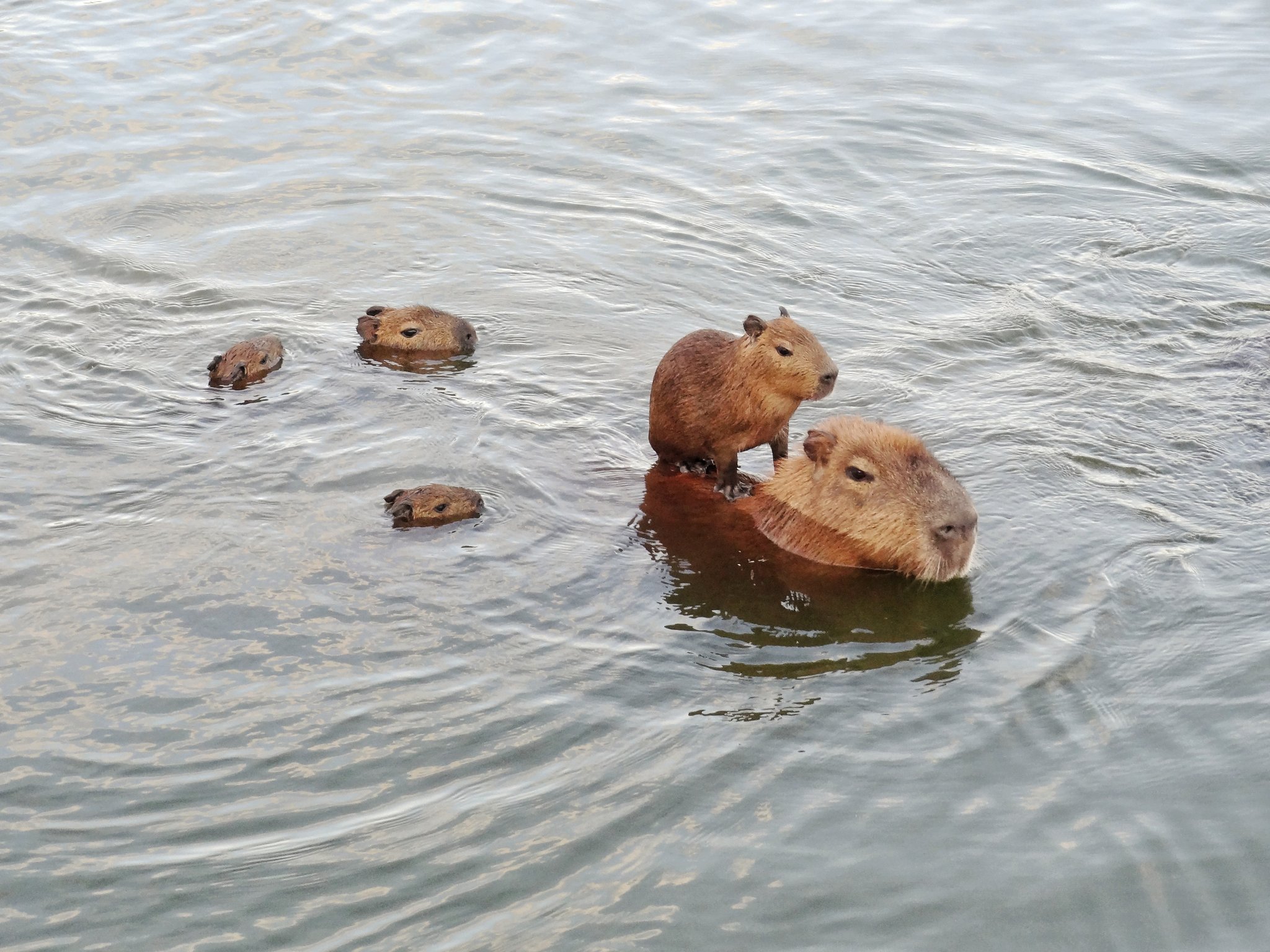 Das Jungtier, das früh herausfand, dass Mama auch als Fähre taugt. Eine Gruppe Wasserschweine schwimmt in einem Fluss im Pantanal, ein Jungtier sitzt auf dem Rücken eines Erwachsenen, während andere daneben paddeln