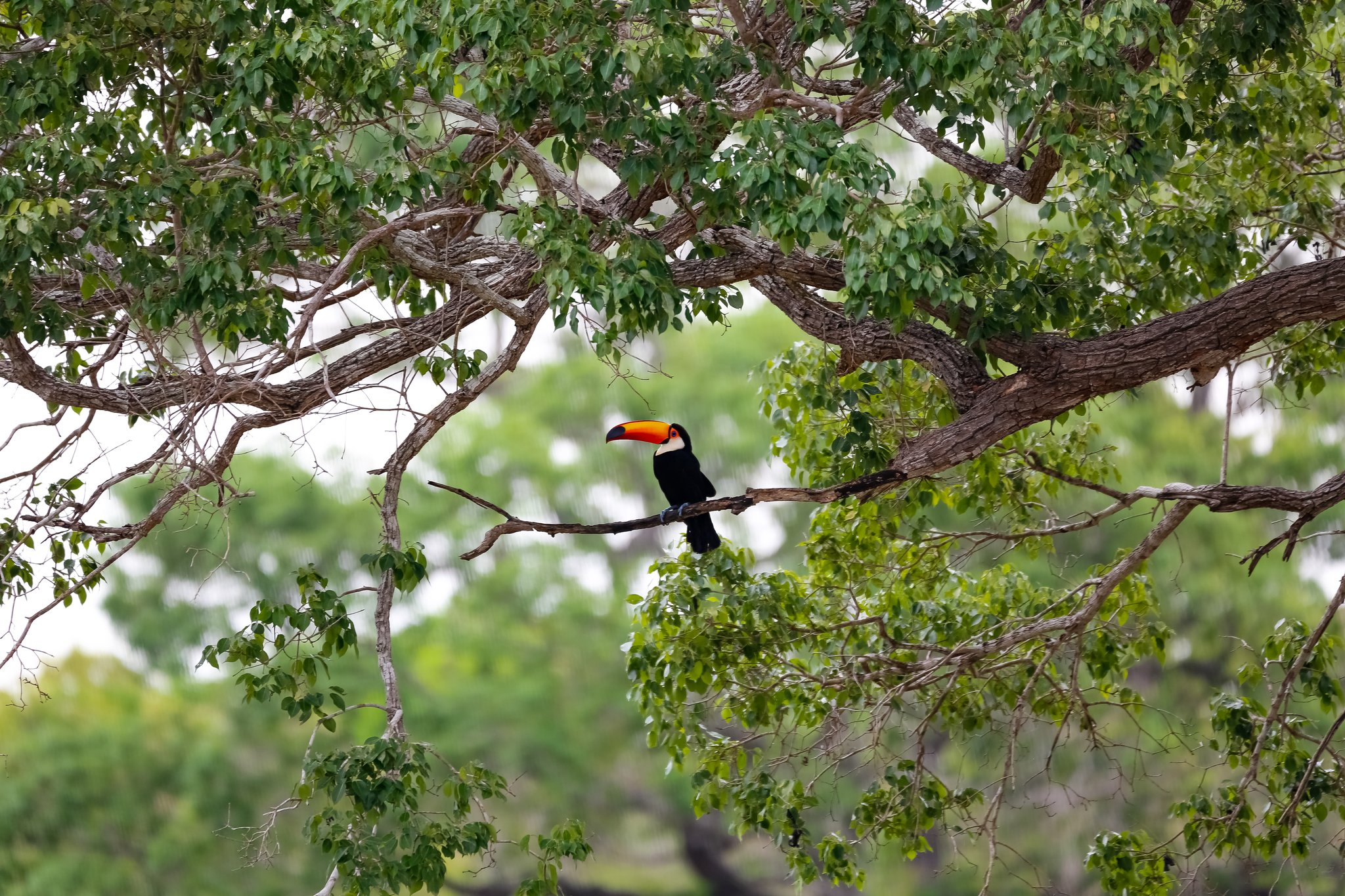 Een toekan met een opvallende oranje-gele snavel zit op een kale tak te midden van het bladerdak van een grote boom — een typische ontmoeting tijdens een Pantanal jaguar fotografiesafari.
