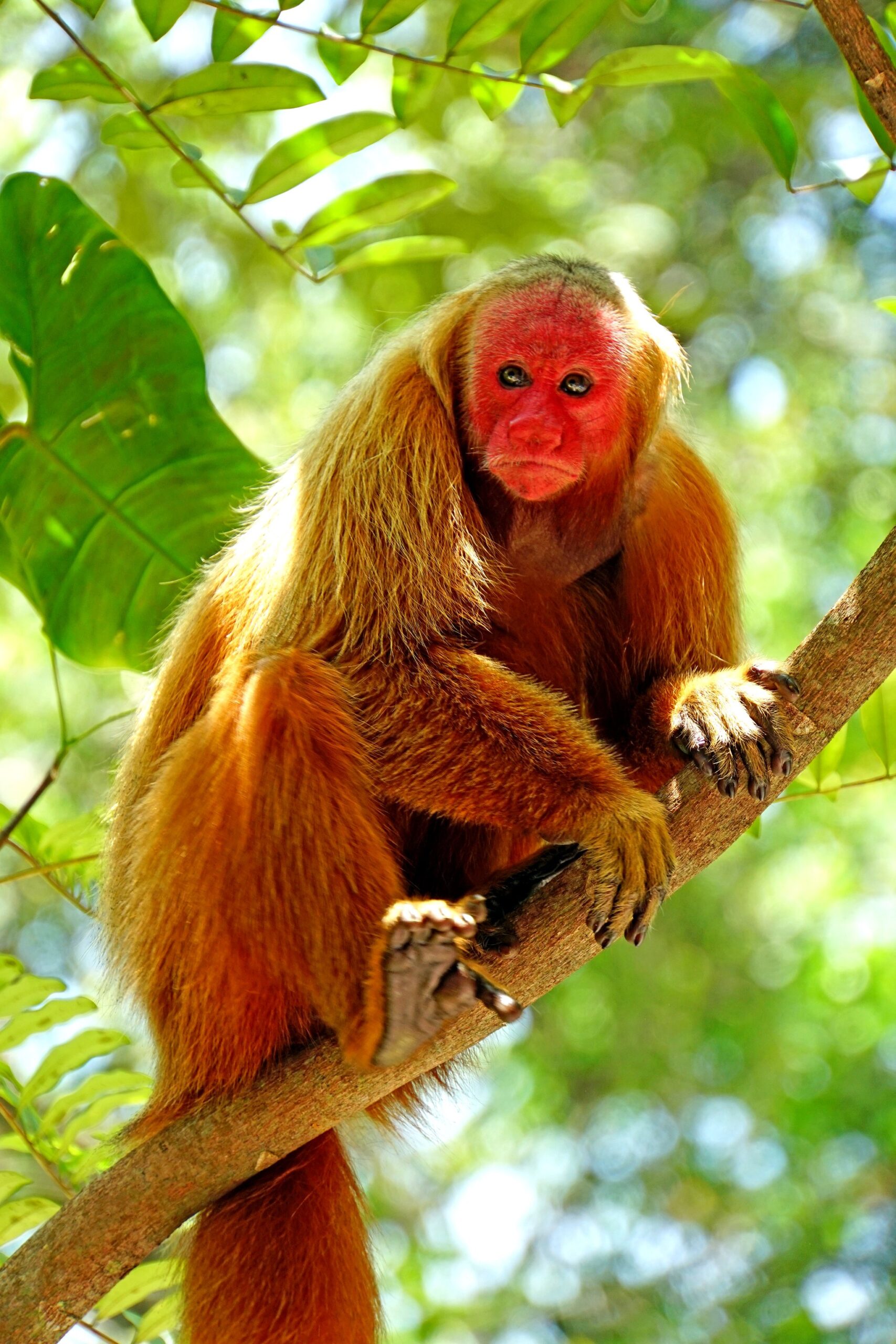 A bald uakari monkey with vivid red face and golden-orange fur perches on a tree branch in a green tropical forest, spotted during a tucano amazon river cruise wildlife excursion