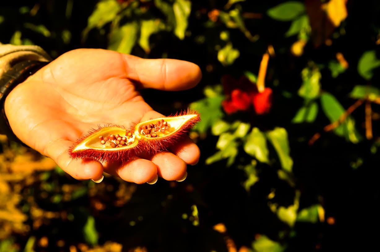 Lippenstift, lichaamsverf en voedselkleurstof, allemaal uit één klein peultje. Een hand houdt een geopende achiote-peul vast met een rood stekelig omhulsel en kleine bruine zaden tijdens een wandeling bij Amazon Turtle Lodge