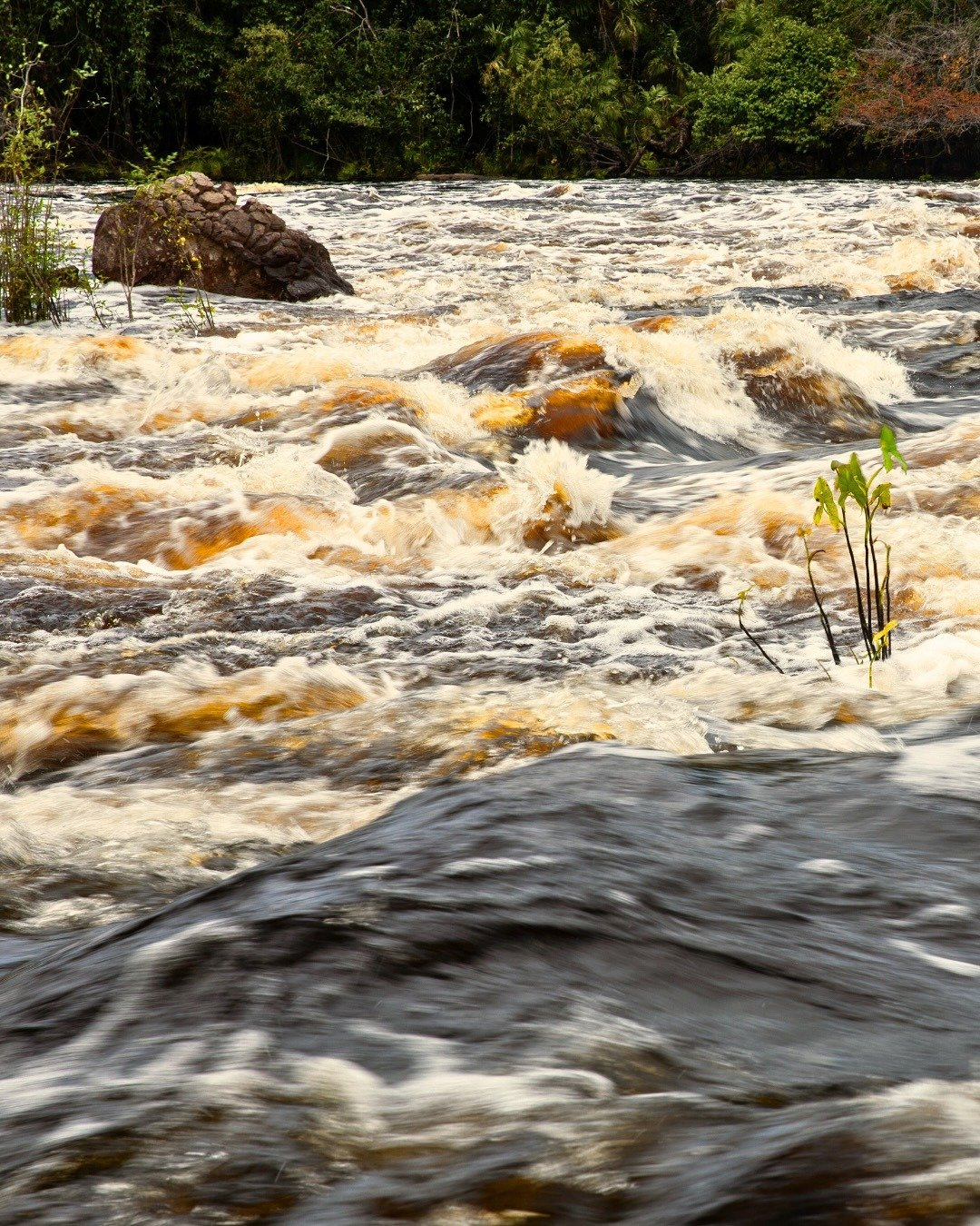 Bruisende, amberkleurige stroomversnellingen razen over donkere rotsen op een wilde Amazoniaanse rivier nabij Mirante do Gavião, met een dicht groen regenwoud op de achtergrond