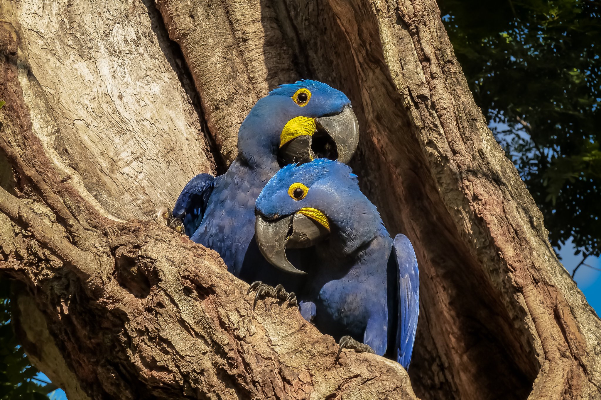 Twee hyacintaras met felblauwe veren en gele oogringen zitten dicht tegen elkaar in de vertakking van een grote boom, een zeldzame wildlife-ontmoeting op een avontuur buiten de gebaande paden in Brazilië