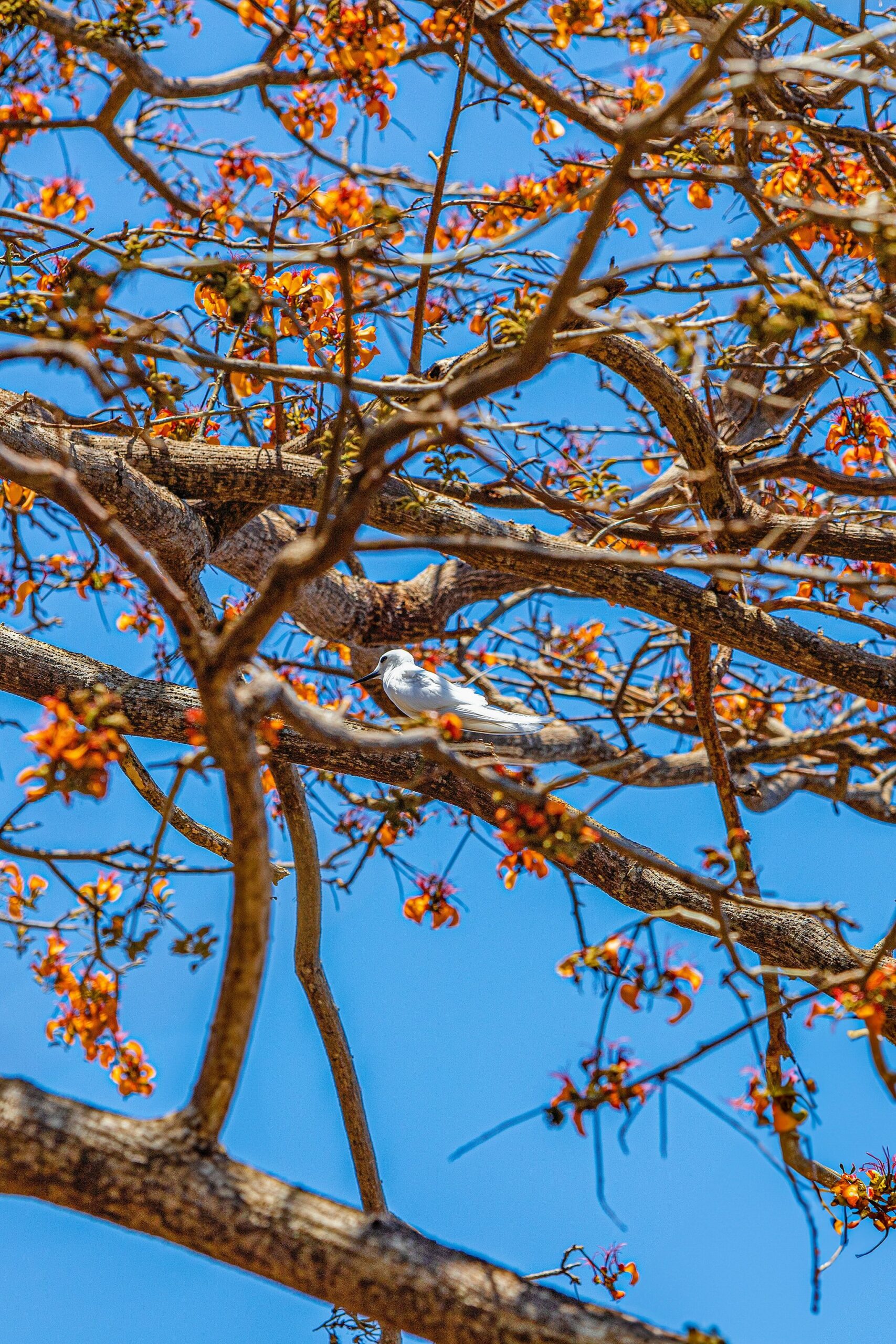 Um pequeno pássaro branco pousado entre os galhos de uma árvore florida com flores alaranjadas vibrantes contra o céu azul de Fernando de Noronha