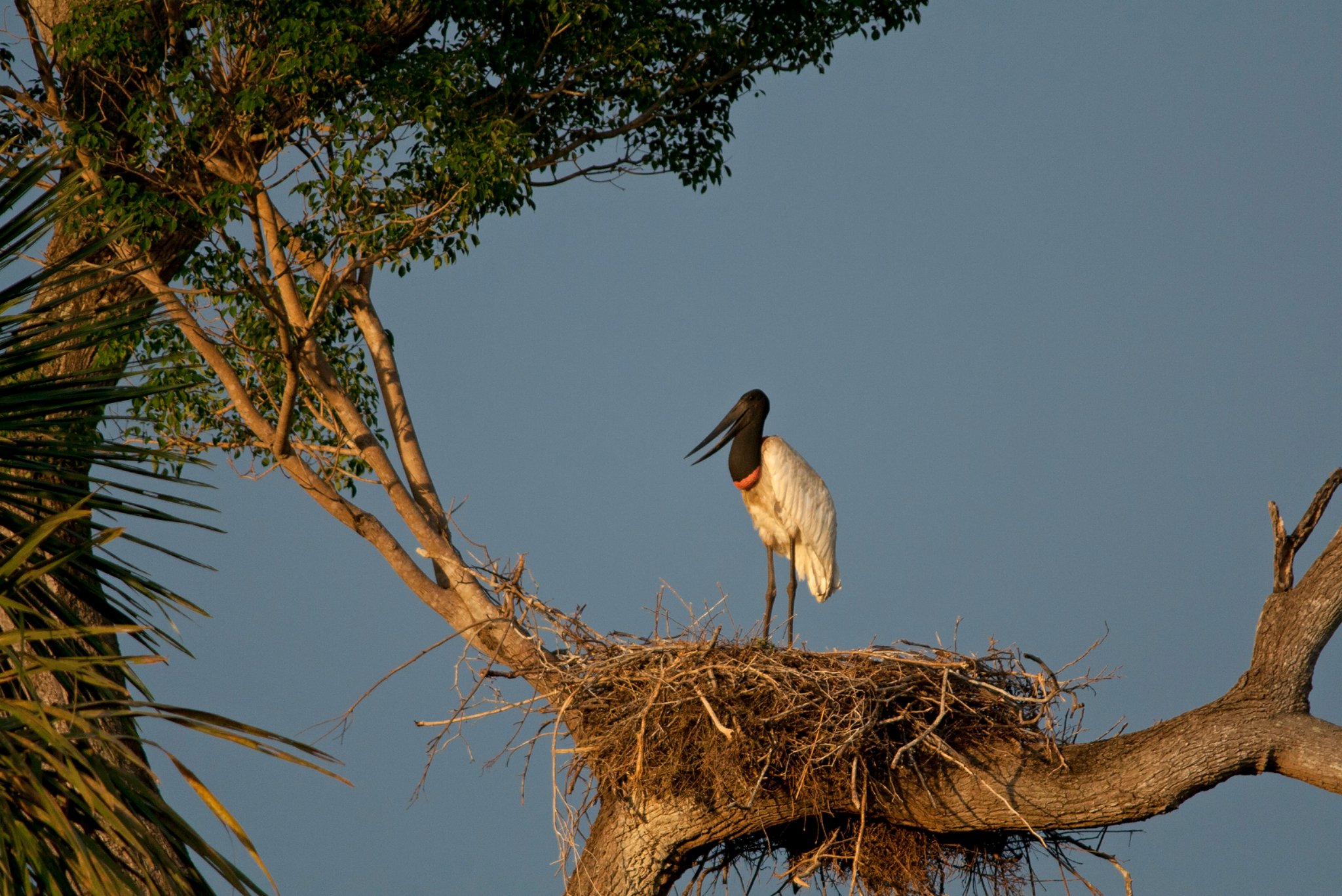 Een jabiru-ooievaar staat hoog in een boom op zijn grote takkenest, met zijn zwarte kop en rode nekband duidelijk zichtbaar tegen een heldere blauwe lucht