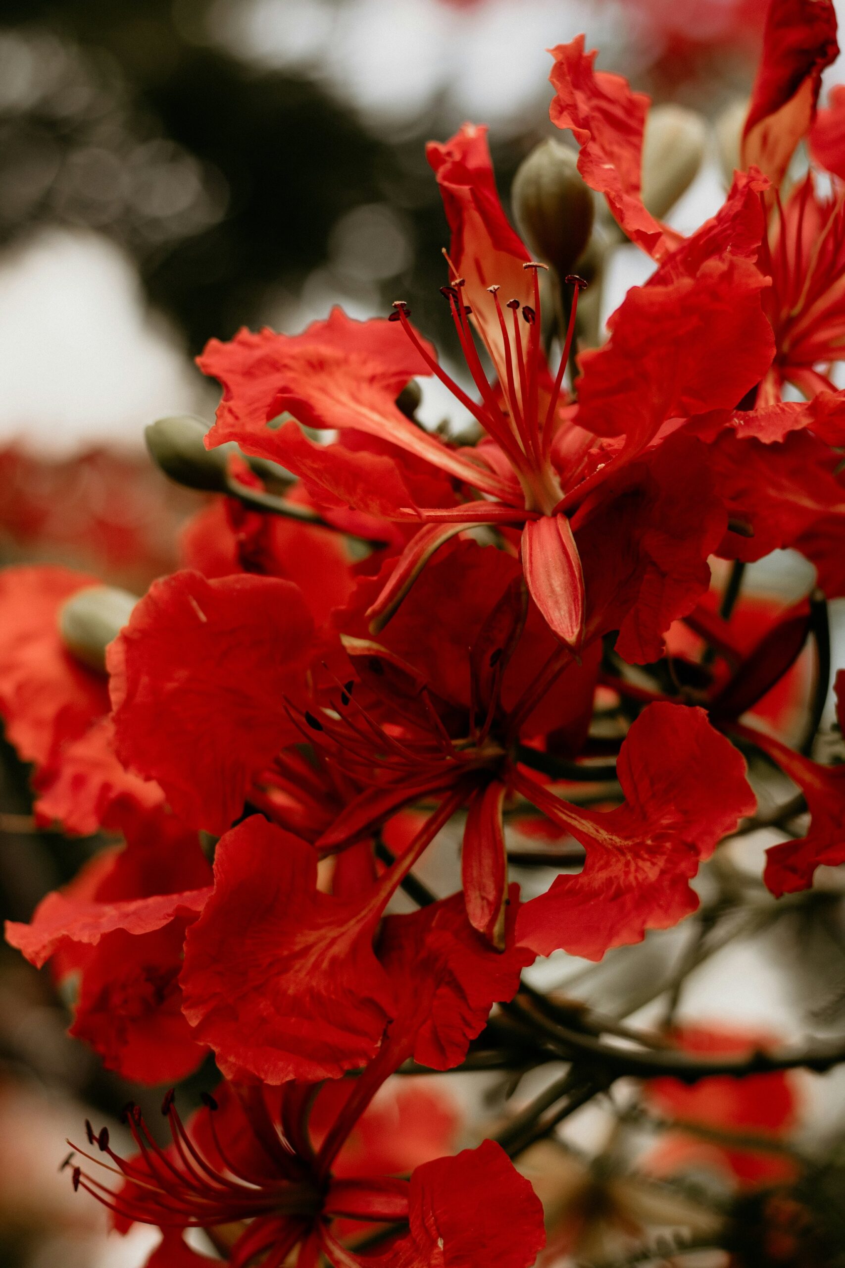 Close-up cluster of vivid red flamboyant tree flowers with ruffled petals and prominent stamens on the Tucano Amazon river cruise route