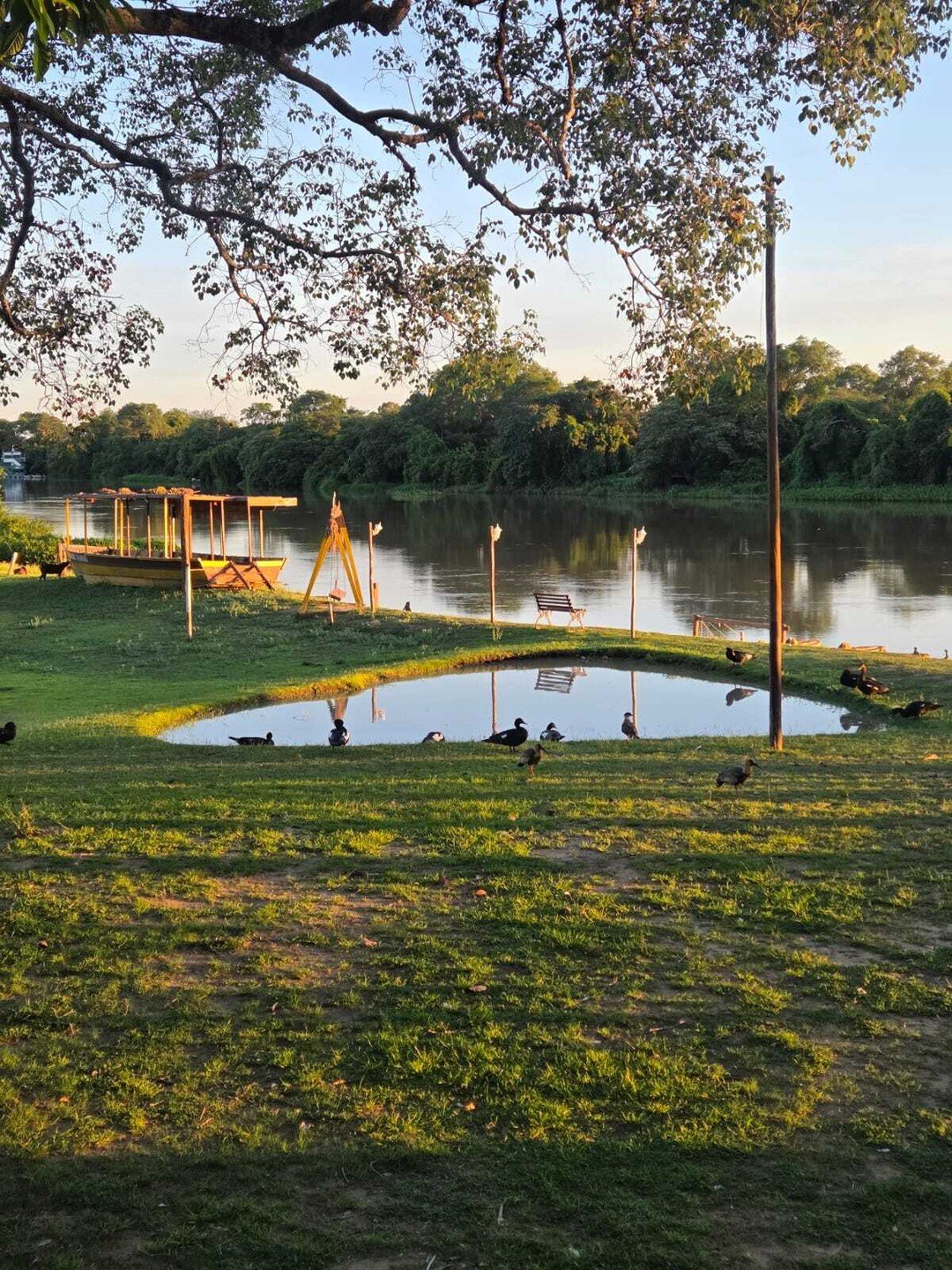 Een kleine vijver op het gazon van een budget Pantanal-lodge in het gouden avondlicht, met donkere watervogels eromheen, een houten boot aan de rivieroever en dicht galerijbos aan de overkant