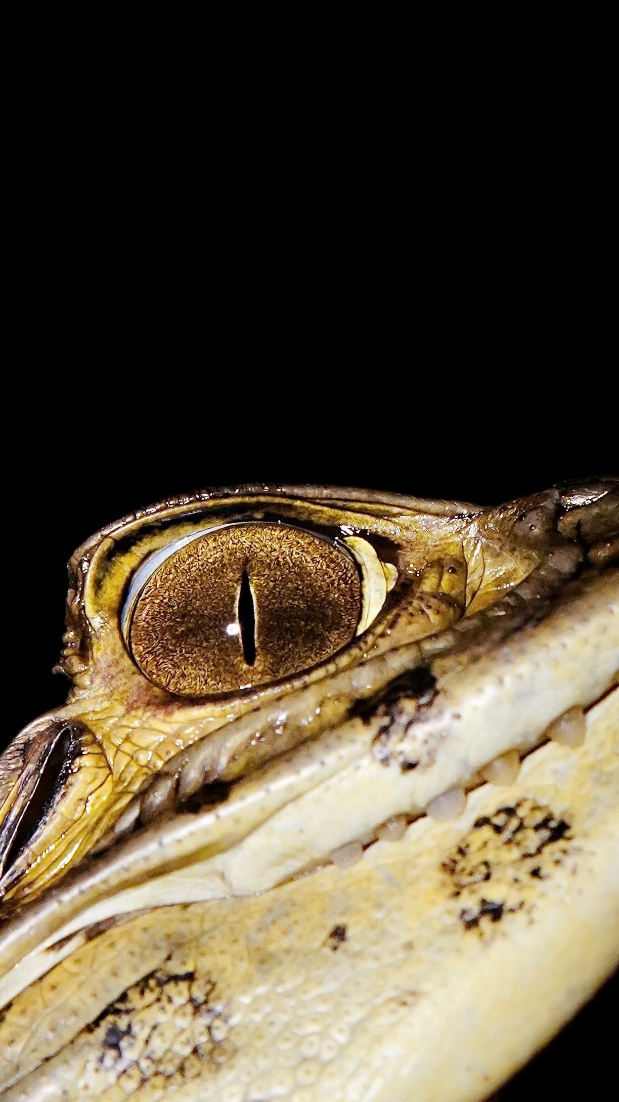 Extreme macro closeup of a caiman's golden vertical-slit eye at night, shot during nocturnal wildlife spotting at Mirante do Gavião