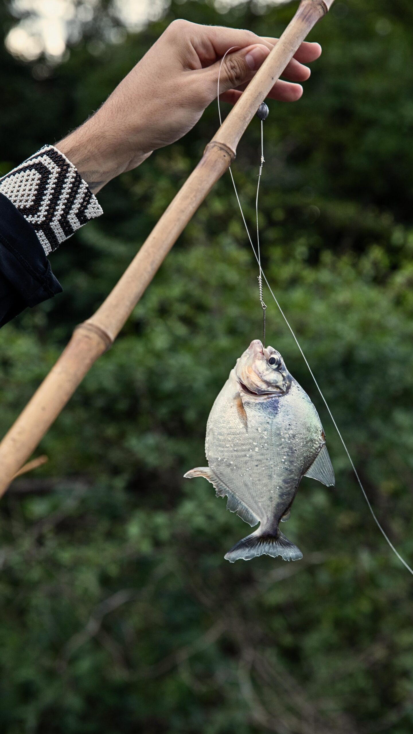 Piranha vangen en vrijlaten: een Amazone-ritueel dat niemand verwacht te willen doen. Een hand met een kralen armband houdt een bamboehengel vast waaraan een vers gevangen piranha bungelt bij Mirante do Gavião