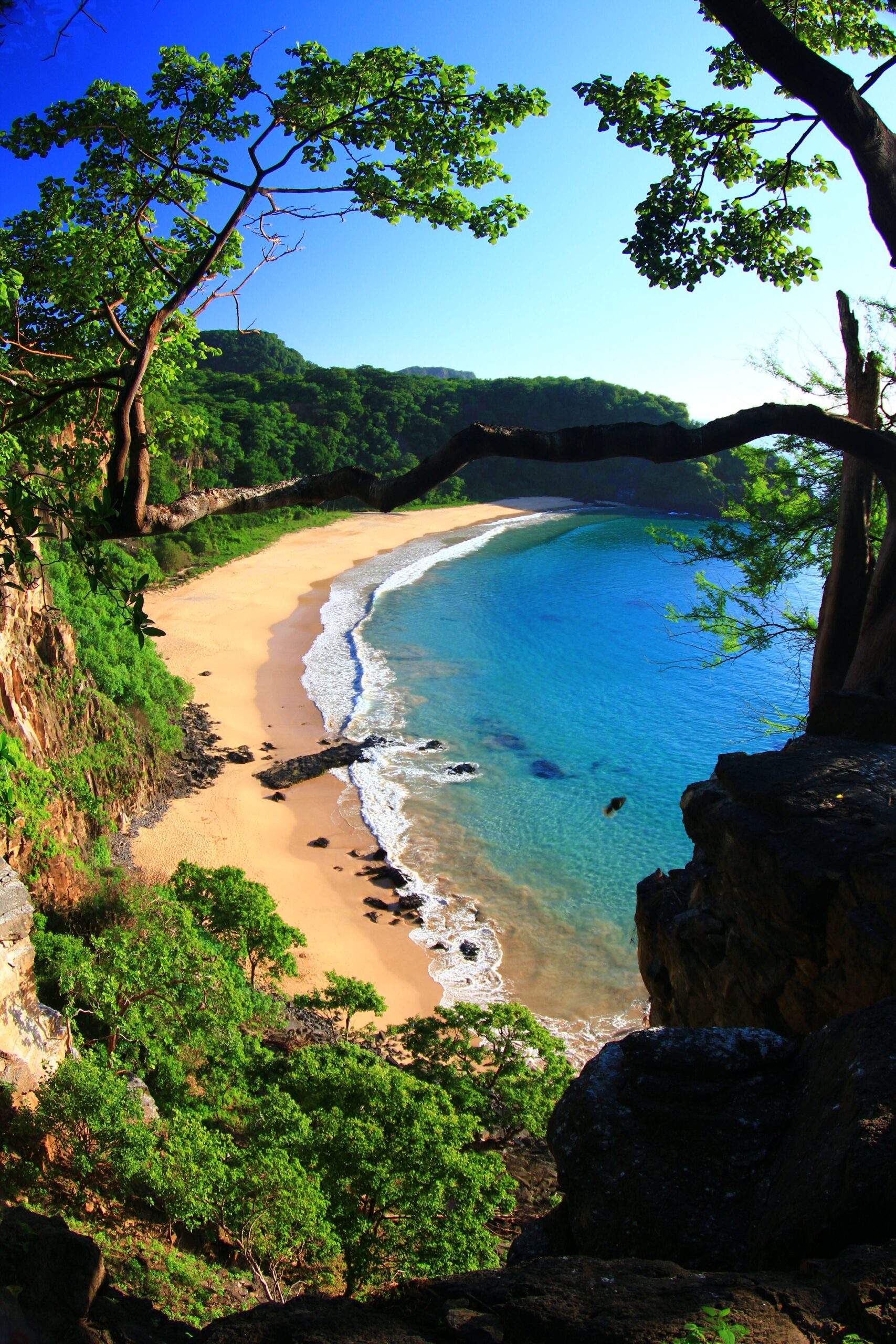 Aerial view through coastal trees of a crescent-shaped sandy beach with clear turquoise water in Fernando de Noronha, a premier Open Water diving course destination