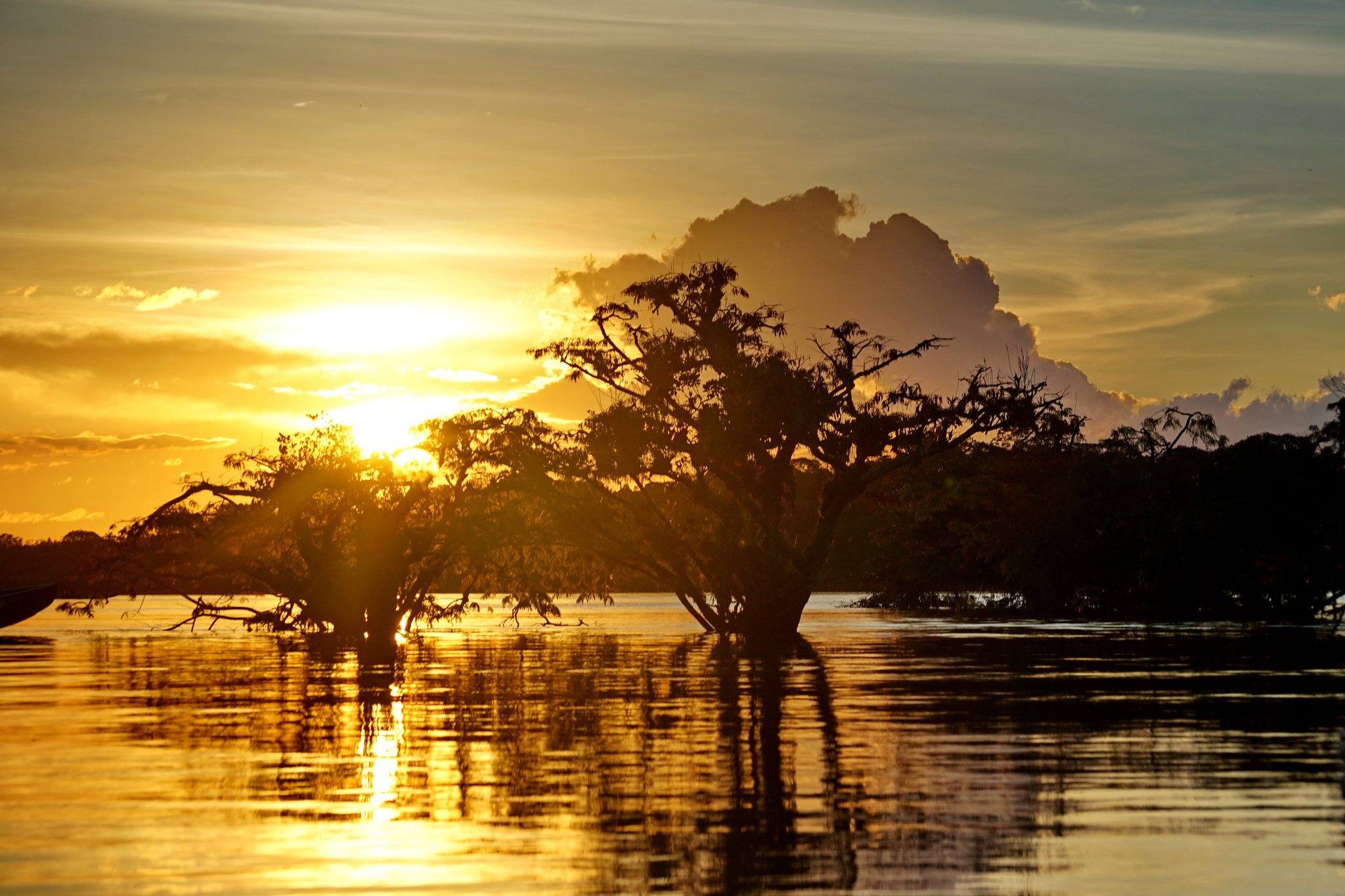 Het Amazonegebied neemt geen genoegen met een gewone zonsondergang. Silhouetten van bomen staan in het stille overstromingswater en weerspiegelen een vurig gouden zonsondergang bij Amazon Turtle Lodge, met hoge cumuluswolken aan de horizon