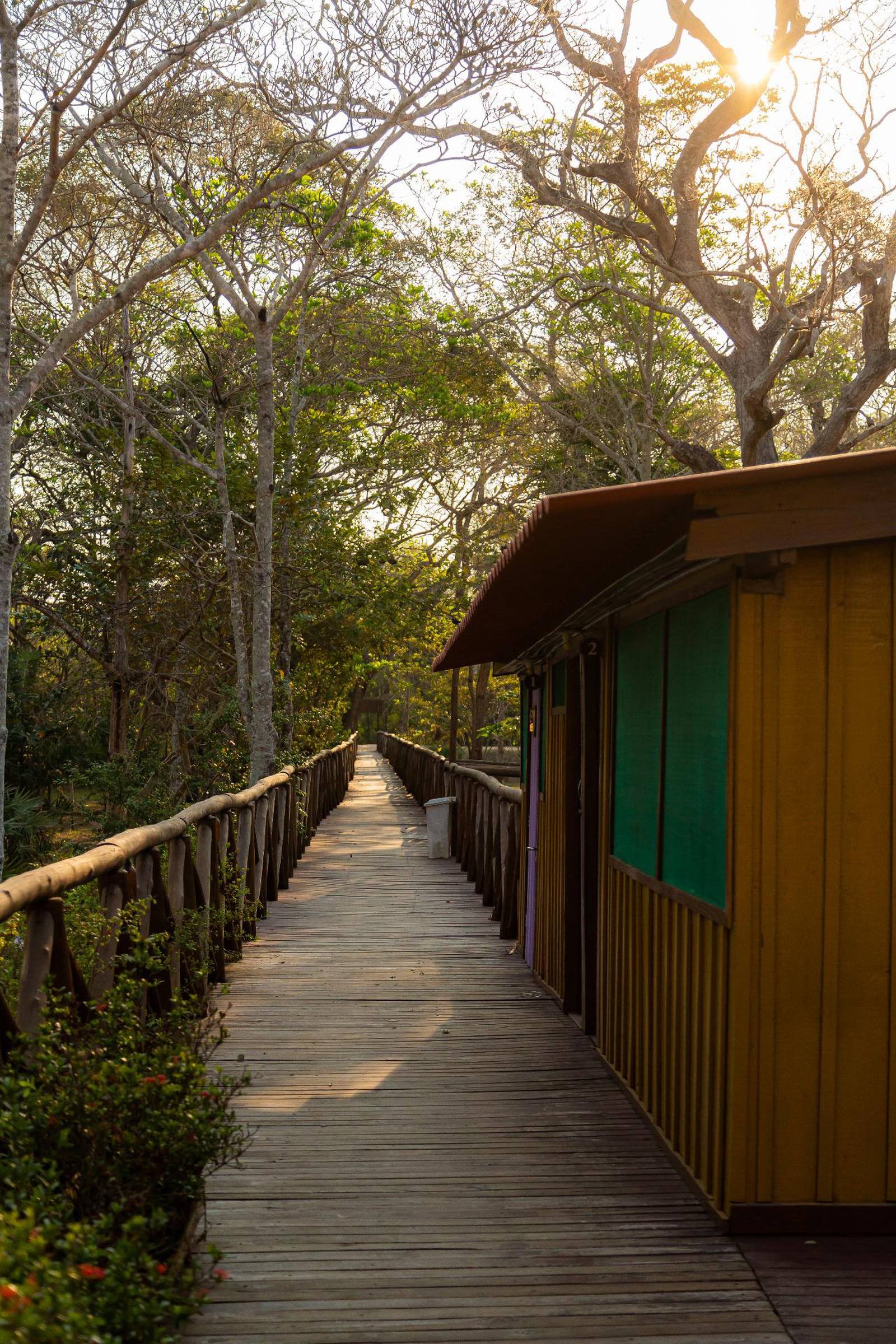 Een houten boardwalk loopt langs kleurrijke lodgehutten van een budget Pantanal-touraccommodatie, omgeven door hoge droogseizoen-bomen met zonlicht dat door het bladerdak filtert