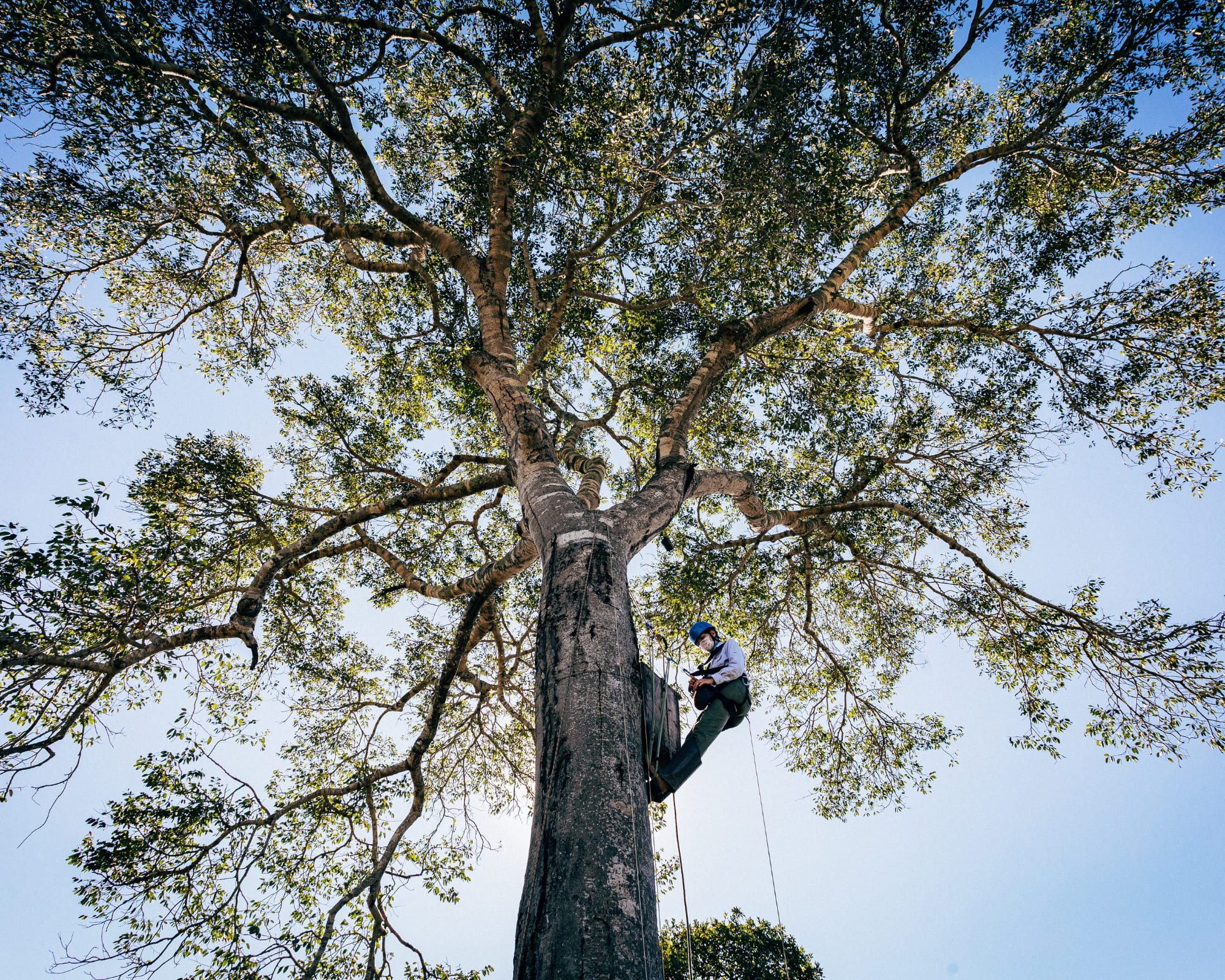 5 Pantanal Conservation Projects Making a Real Impact