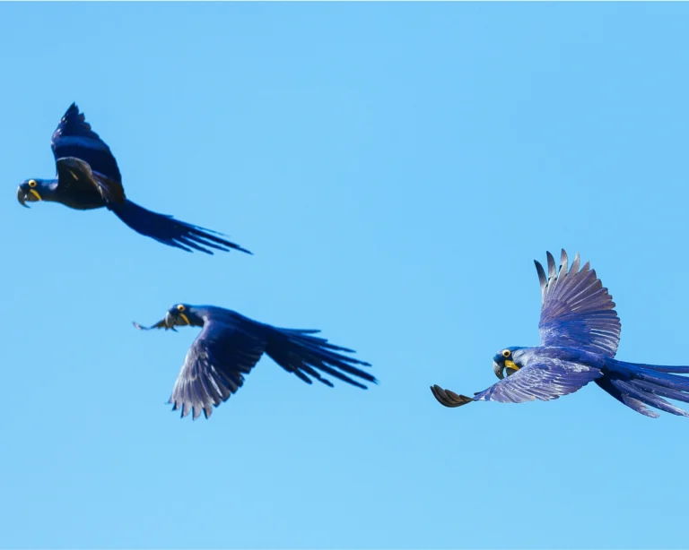 10 faits étonnants sur le Pantanal 10 faits étonnants sur le Pantanal