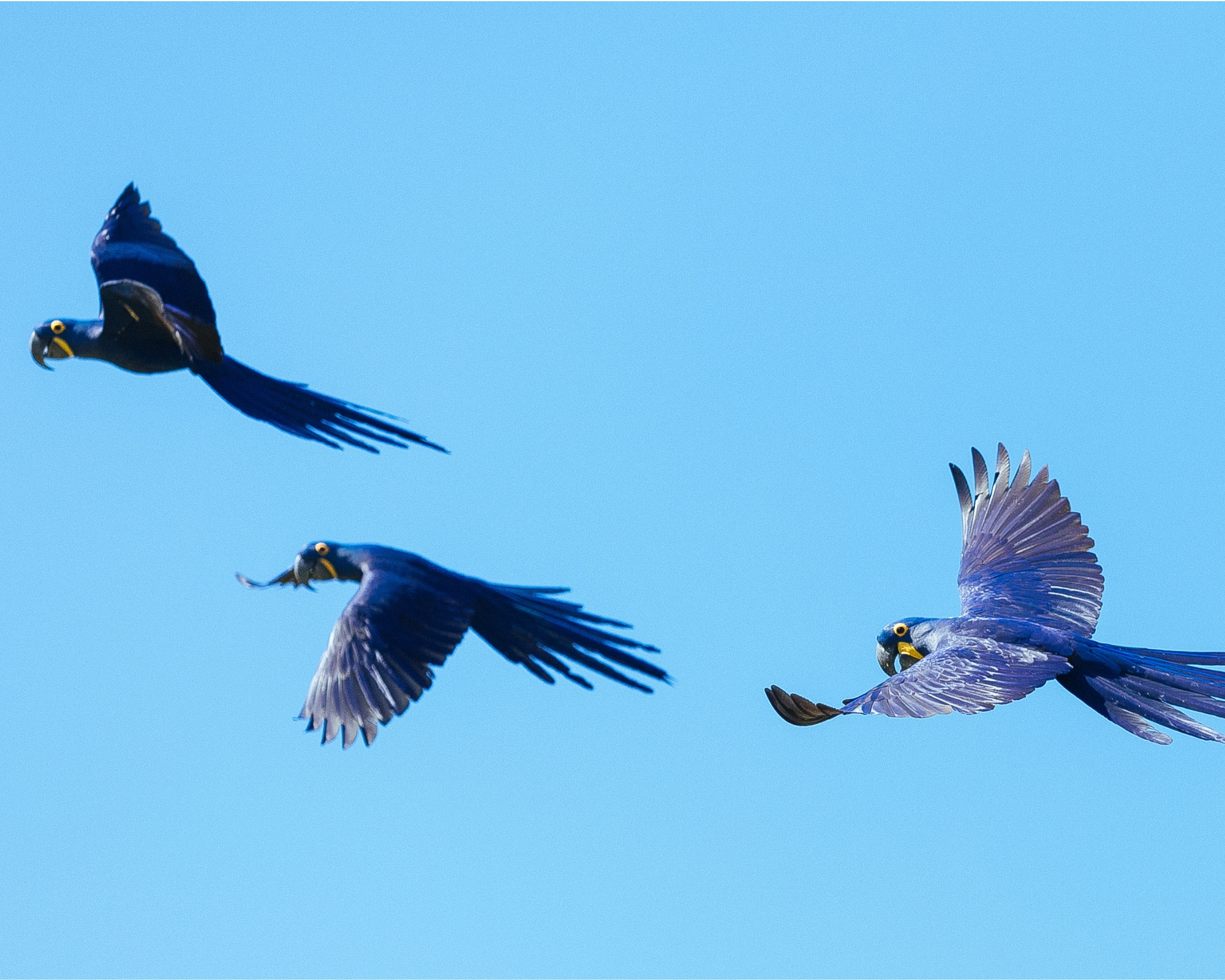 10 Amazing Facts About the Pantanal