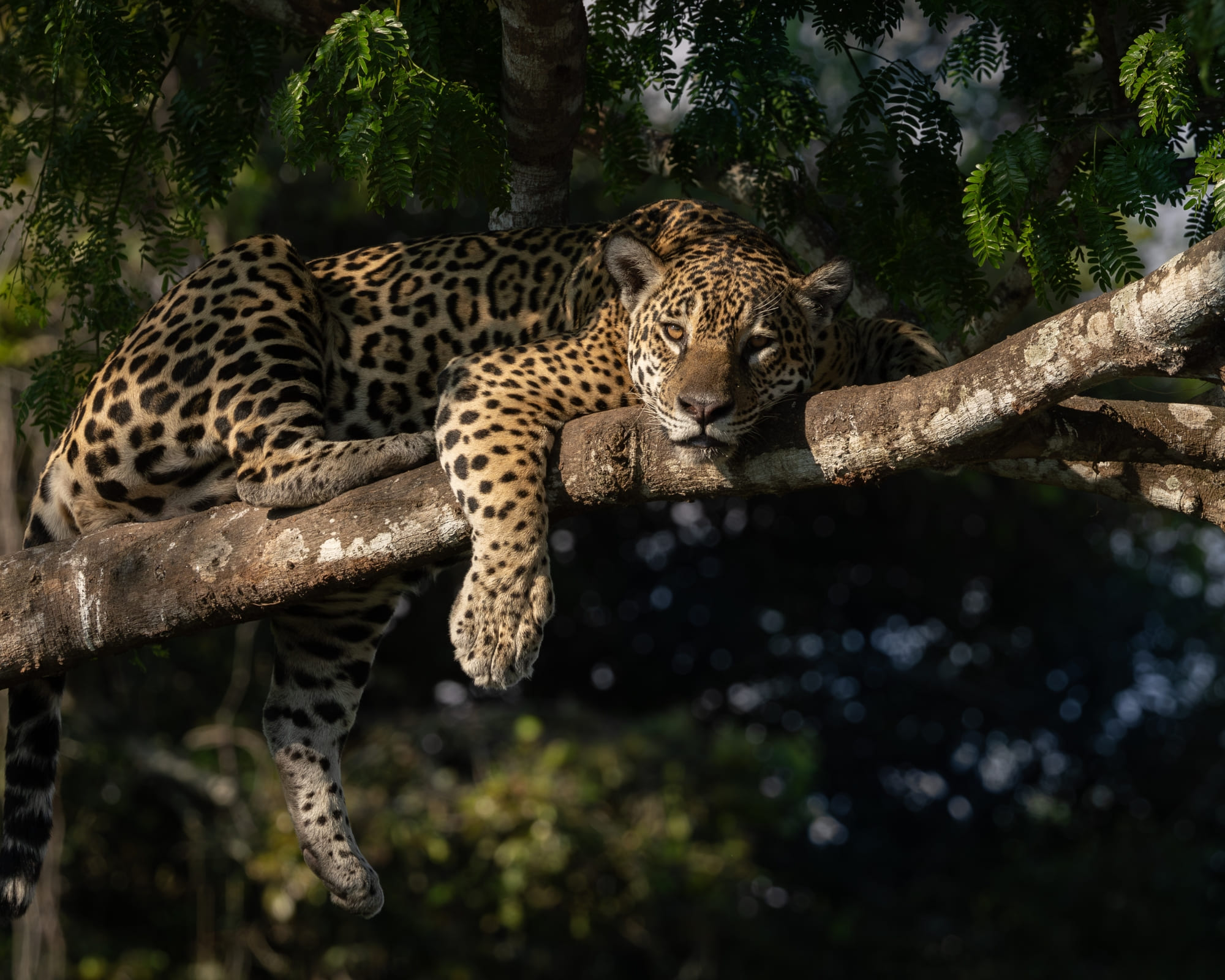 Qual o melhor lugar para ver onças no Pantanal?