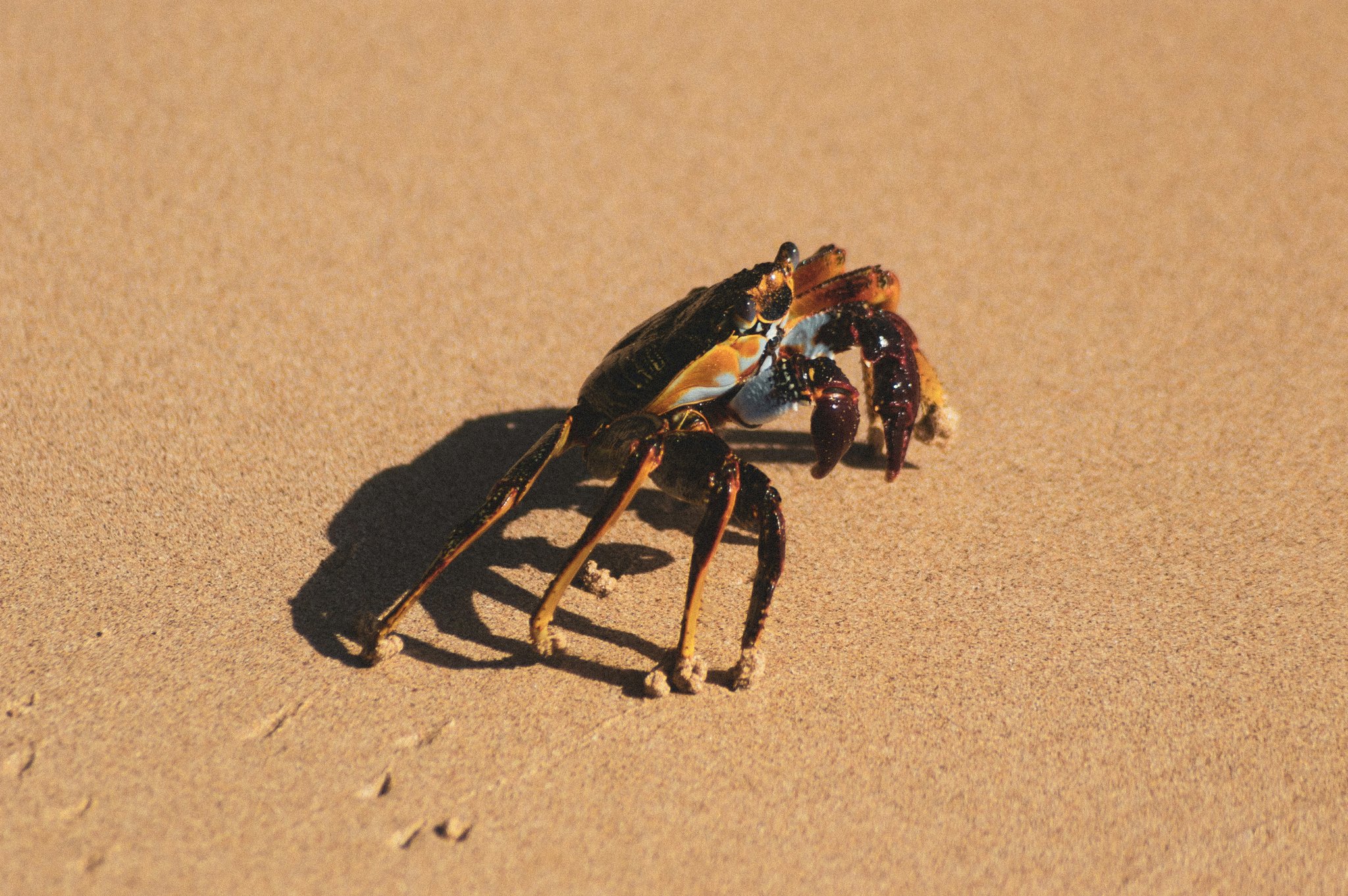 A colourful crab with dark shell, orange and blue markings, and a deep-red claw crosses a sunlit sandy beach in Fernando de Noronha