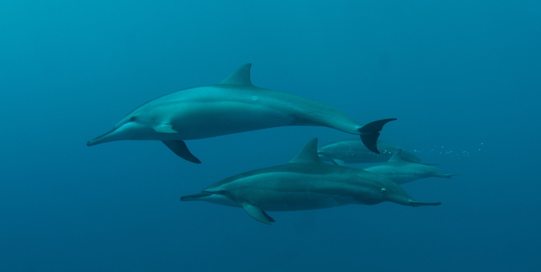 Two sleek dolphins gliding side by side through clear blue open water on a 2-Day Diving Package in Fernando de Noronha