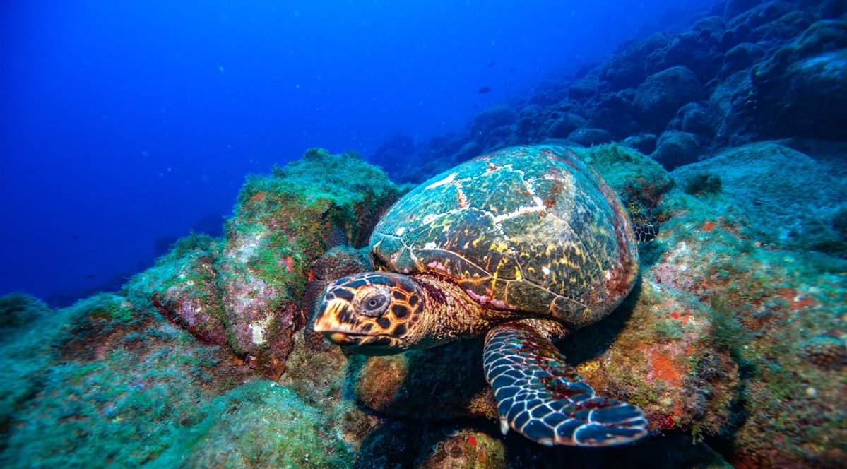 A hawksbill sea turtle resting on algae-covered volcanic rocks during a 2-Day Diving Package in Fernando de Noronha, with deep blue water stretching into the background