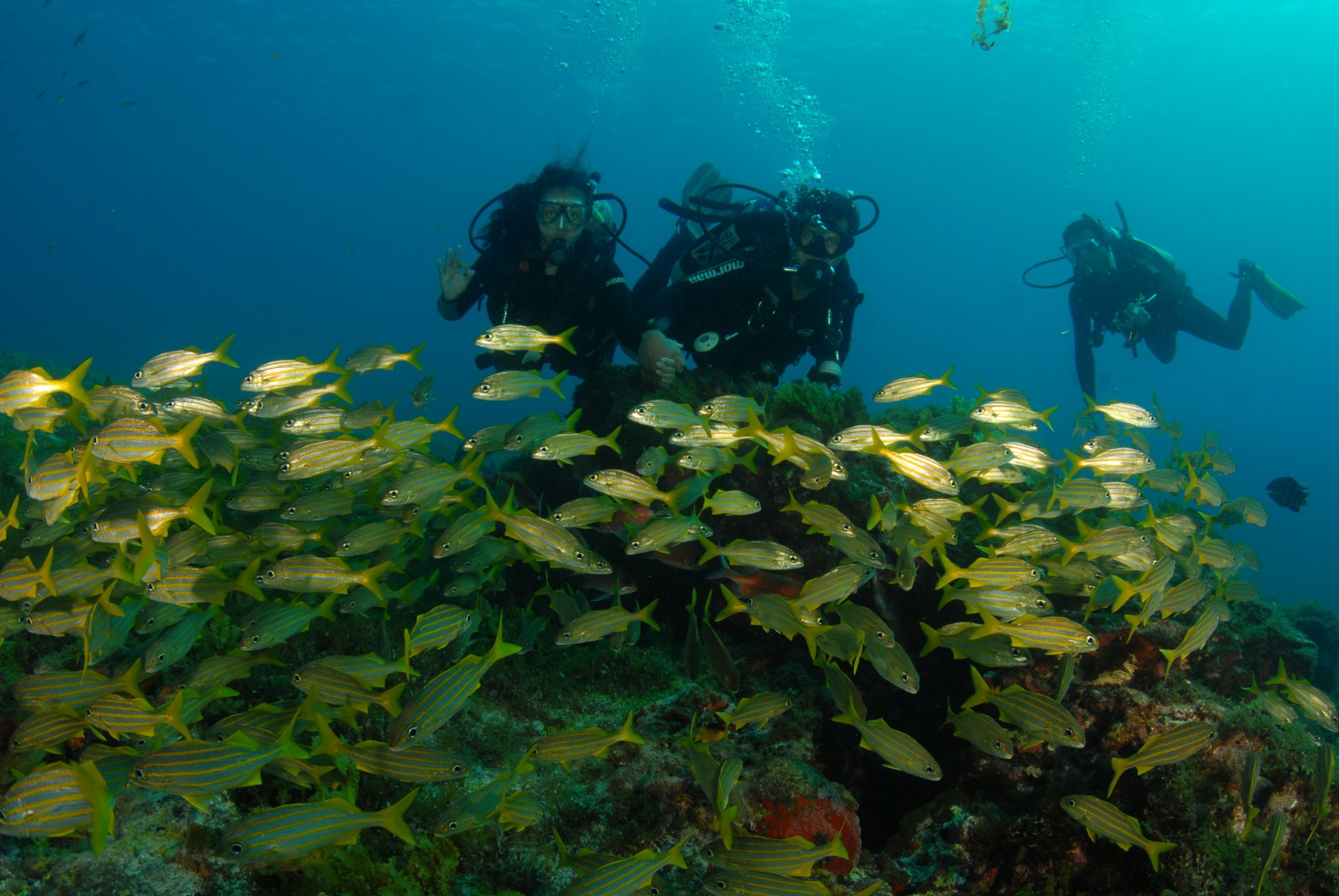 Three scuba divers hover above a coral reef while a dense school of yellow-striped fish swirls in the foreground during a 2-Day Diving Package in Fernando de Noronha