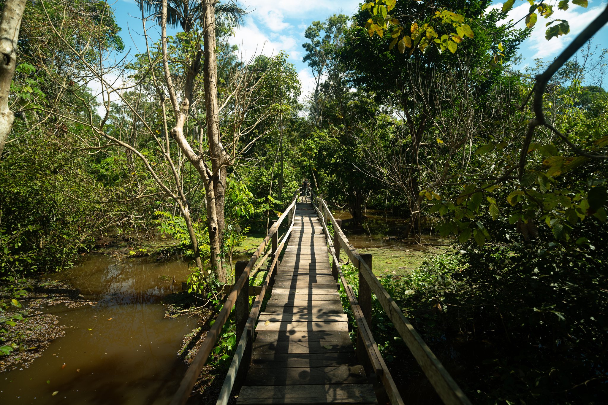 Wooden plank walkway crossing a flooded forest stream on a 4-day amazon tour jungle trail