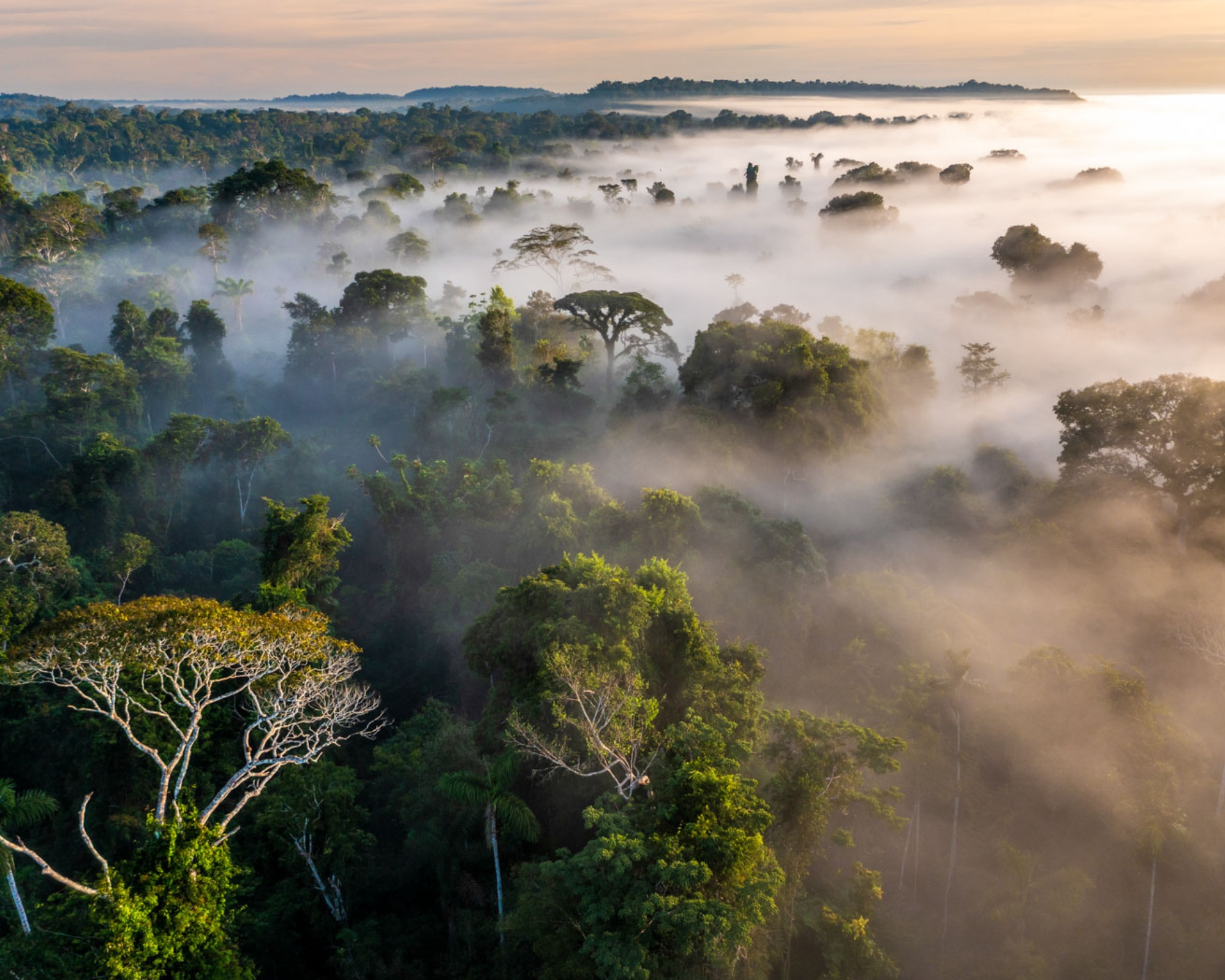 Amazon Rainforest Conservation Efforts 8 Projects To Support In 2026 Amazon Rainforest Conservation Efforts 8 Projects To Support In 2026