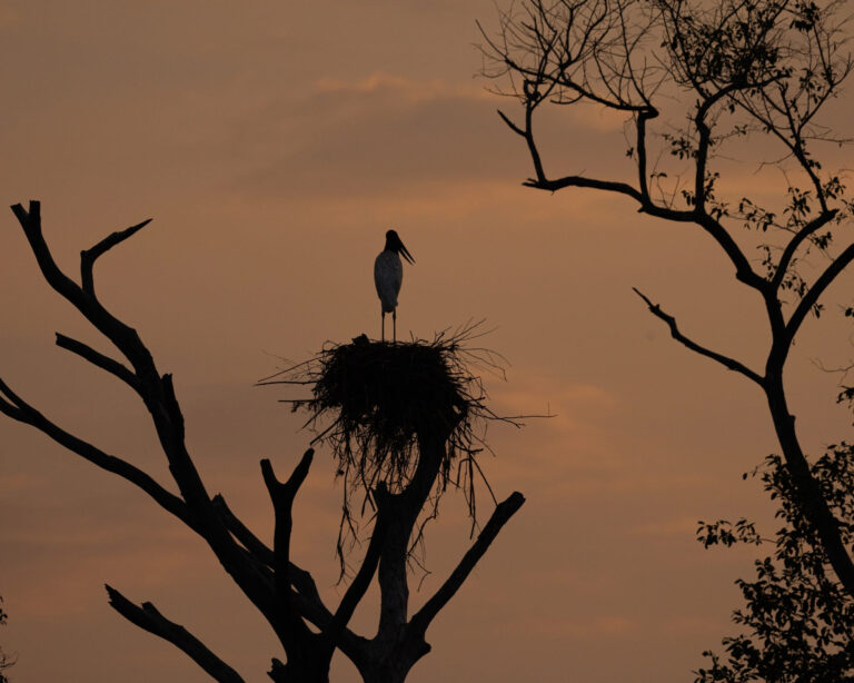 Pantanal Nord ou Sud : Lequel Choisir Pour votre Voyage ? Pantanal Nord ou Sud : Lequel Choisir Pour votre Voyage ?