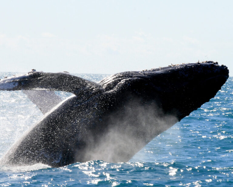 L’archipel des Abrolhos au Brésil – Guide de voyage