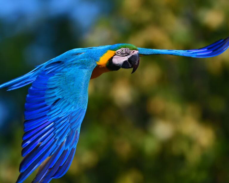 Quantos dias na Amazônia você deve ficar?