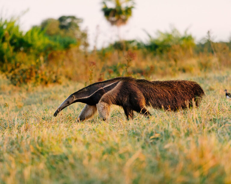 Combien de jours rester au Pantanal, au Brésil ? Combien de jours rester au Pantanal, au Brésil ?