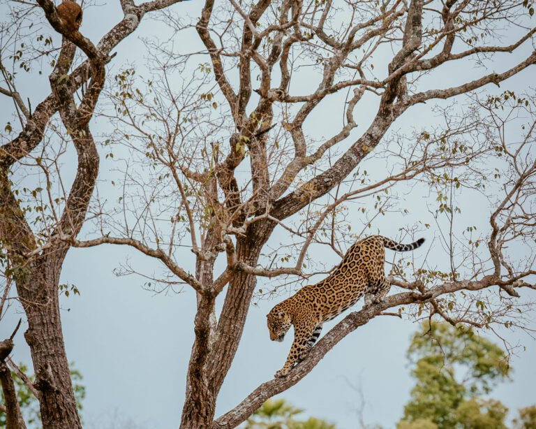 10 Fascinating Facts About Jaguars and Why Brazil Is Their Stronghold 10 Fascinating Facts About Jaguars and Why Brazil Is Their Stronghold