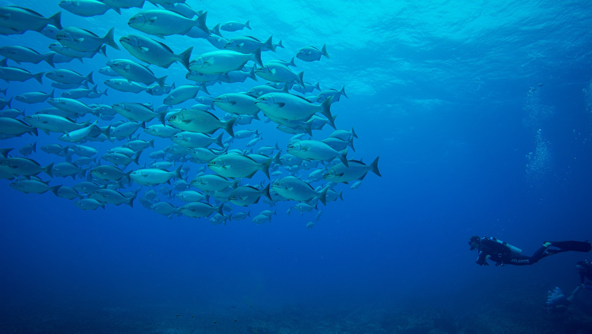 A scuba diver observes a large school of silver fish gliding through vivid blue open water during the Adventurer Diving Course in Fernando de Noronha