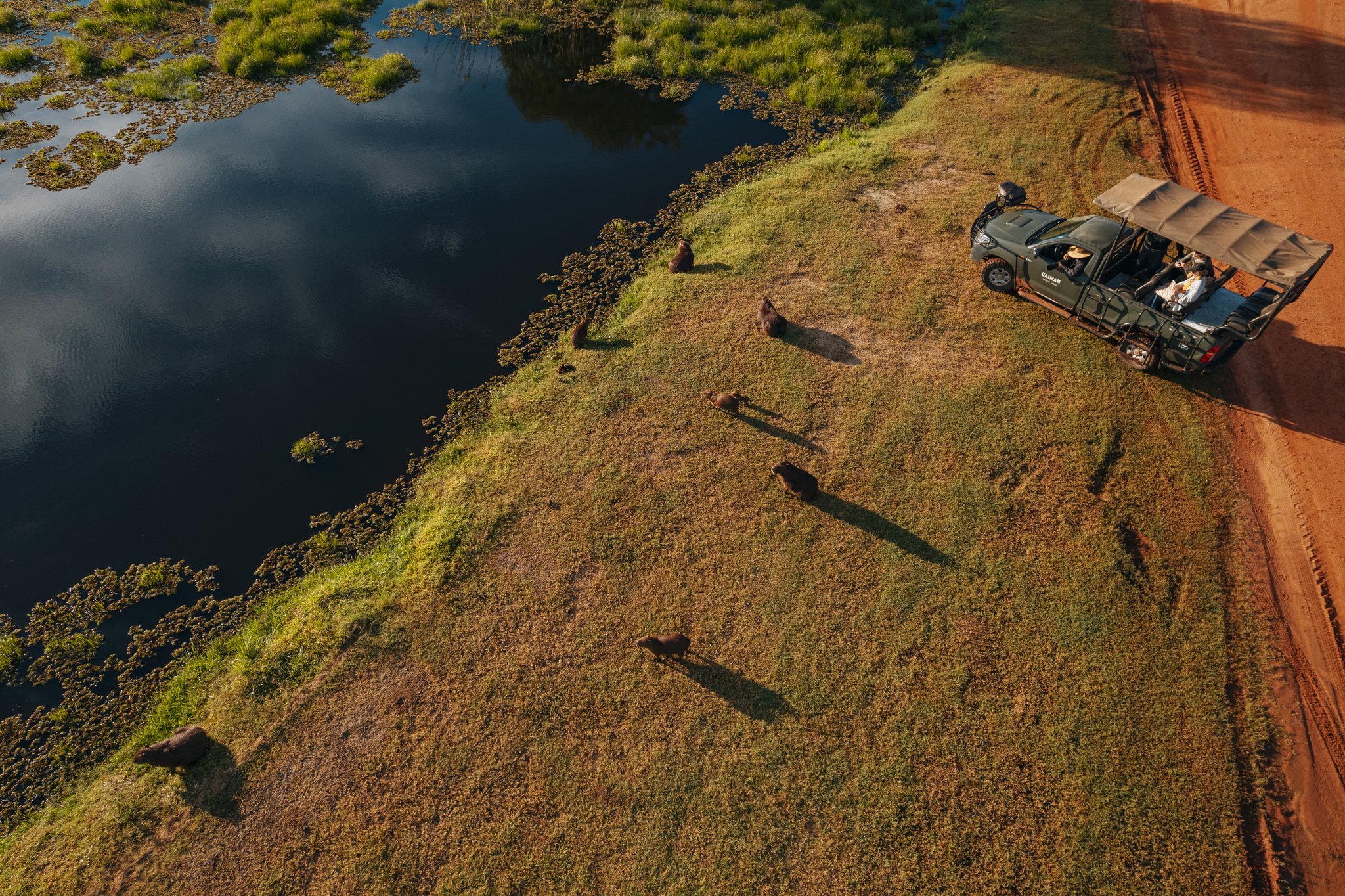 Aerial view of a safari vehicle beside a lagoon dotted with capybaras on a Pantanal safari