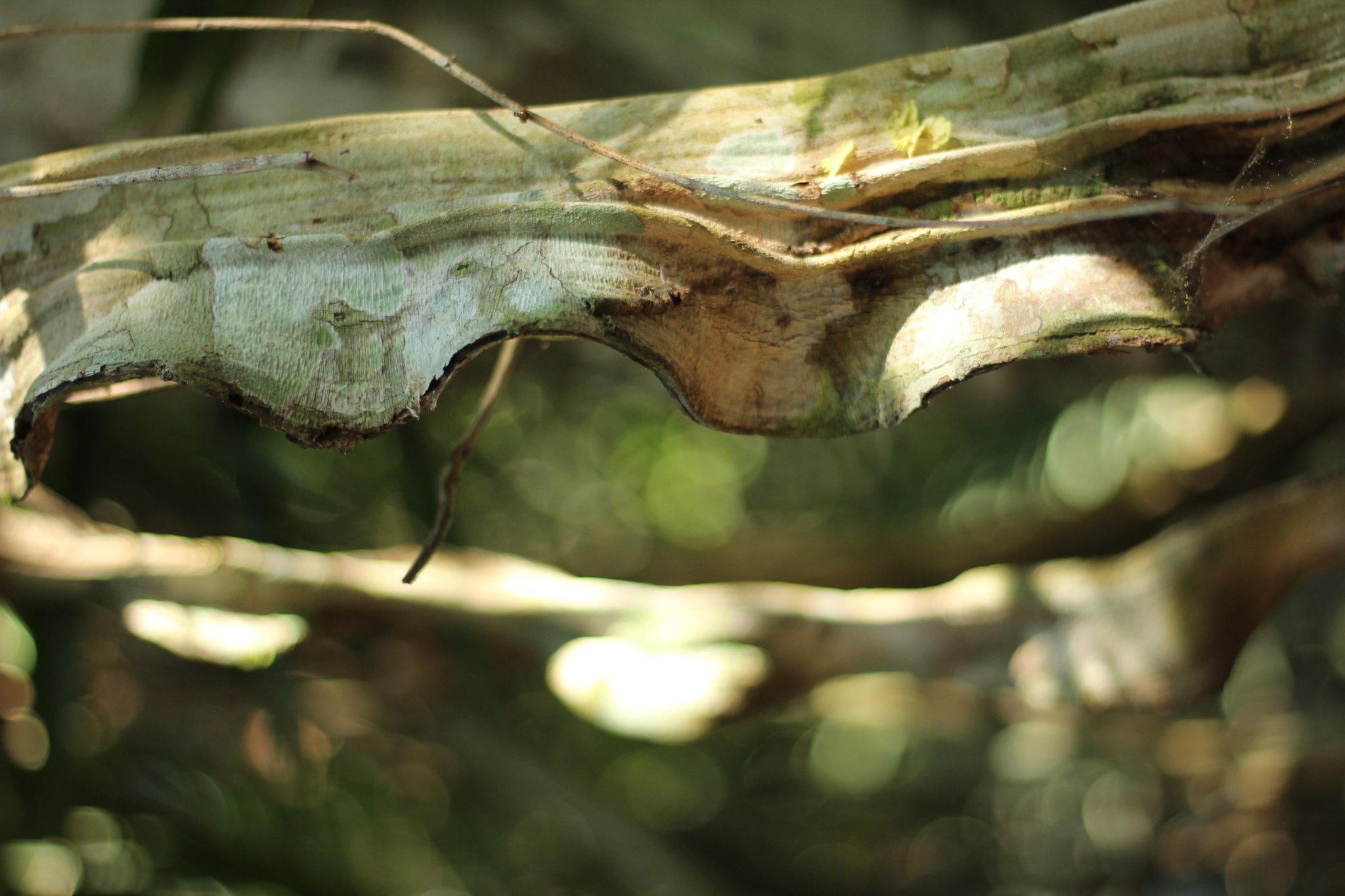 Layers of bark and leaf, peeled back by time — the forest floor keeps its secrets close. A close-up of a large dried and curling leaf or piece of bark on a branch, revealing the layered textures of the Amazon rainforest understory on an Amazon cruise from Alter do Chão