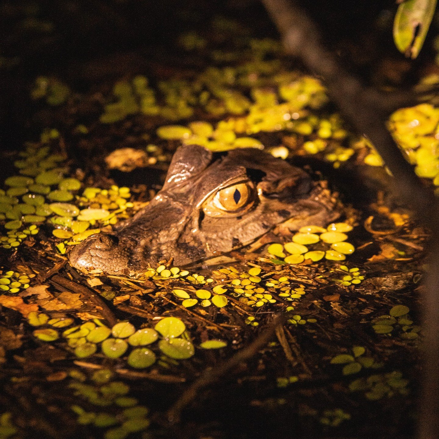 That amber eye never blinks — a caiman lurking just below the surface. A caiman's head emerging at the water surface at night during an Amazon Cruise Trip in Brazil, its amber eye glowing amid floating aquatic plants