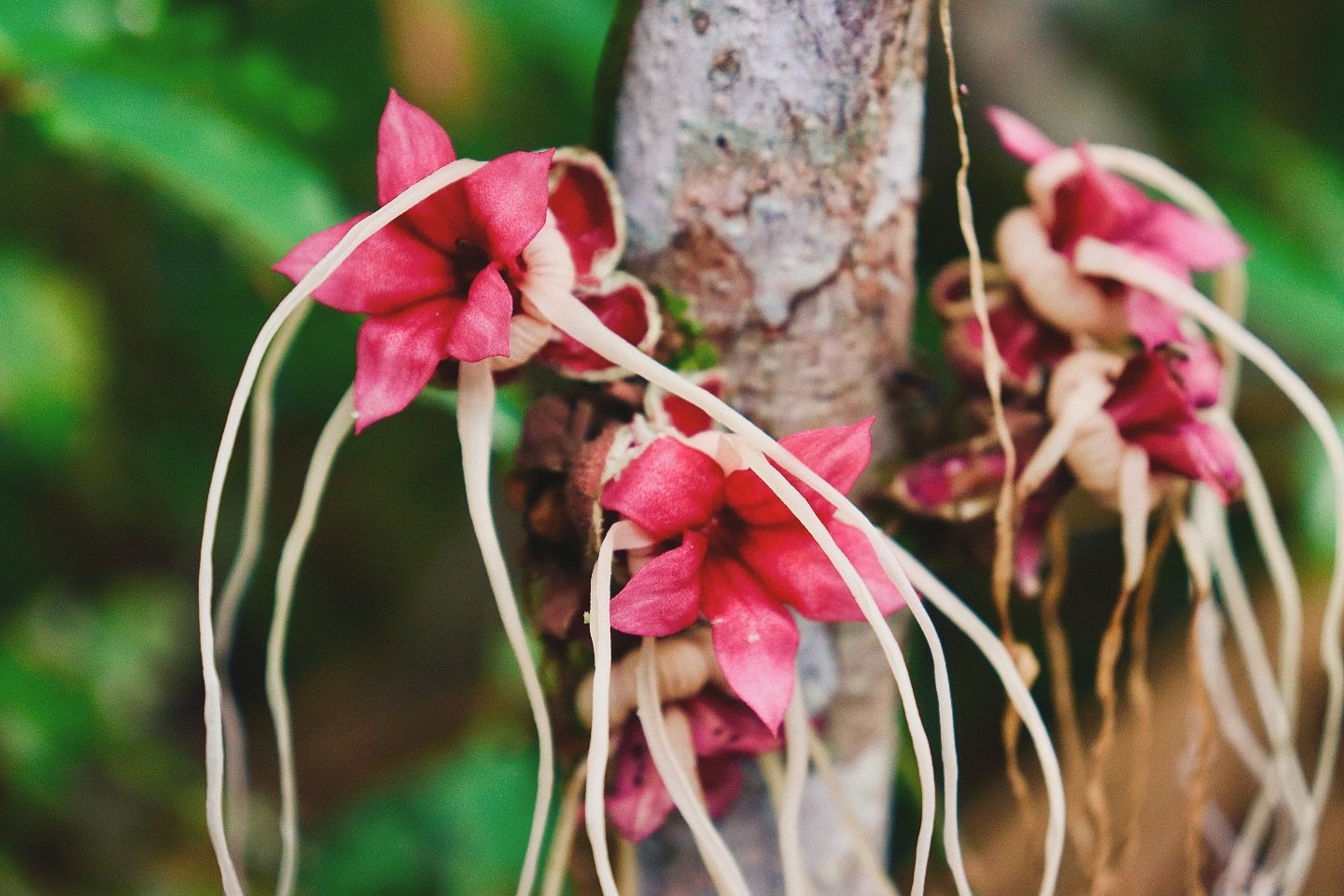 Bizarre beauty, straight from the bark — the rainforest never stops surprising. Clusters of deep pink cauliflorous flowers with long trailing cream-coloured stamens blooming directly on a tree trunk in the Amazon rainforest cruise corridor