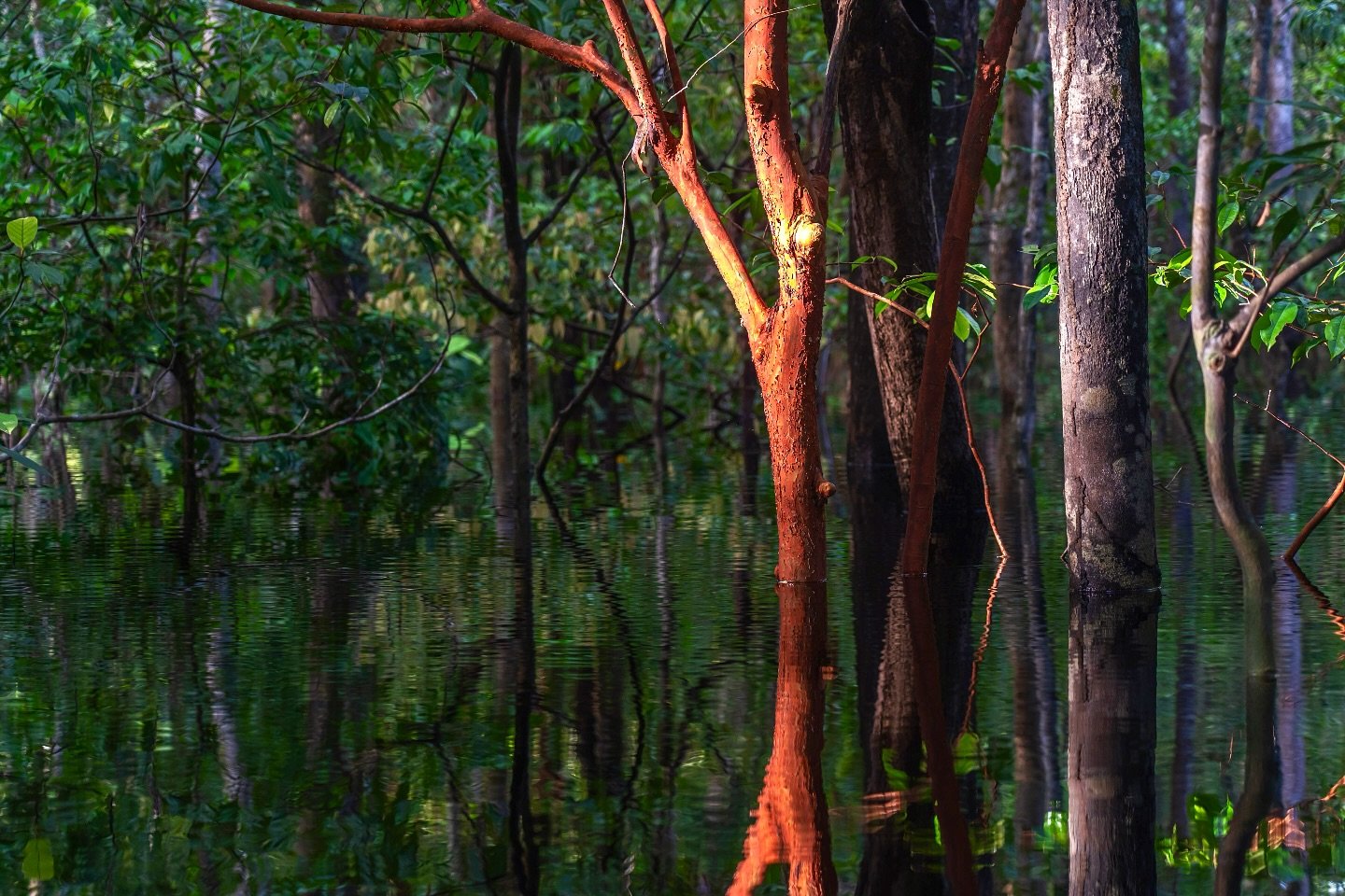 Silence below, canopy above — the flooded forest swallows time whole. Sunlit red-barked tree trunks rising from dark still water in a flooded igapó forest, their reflections mirrored below on an Amazon rainforest cruise