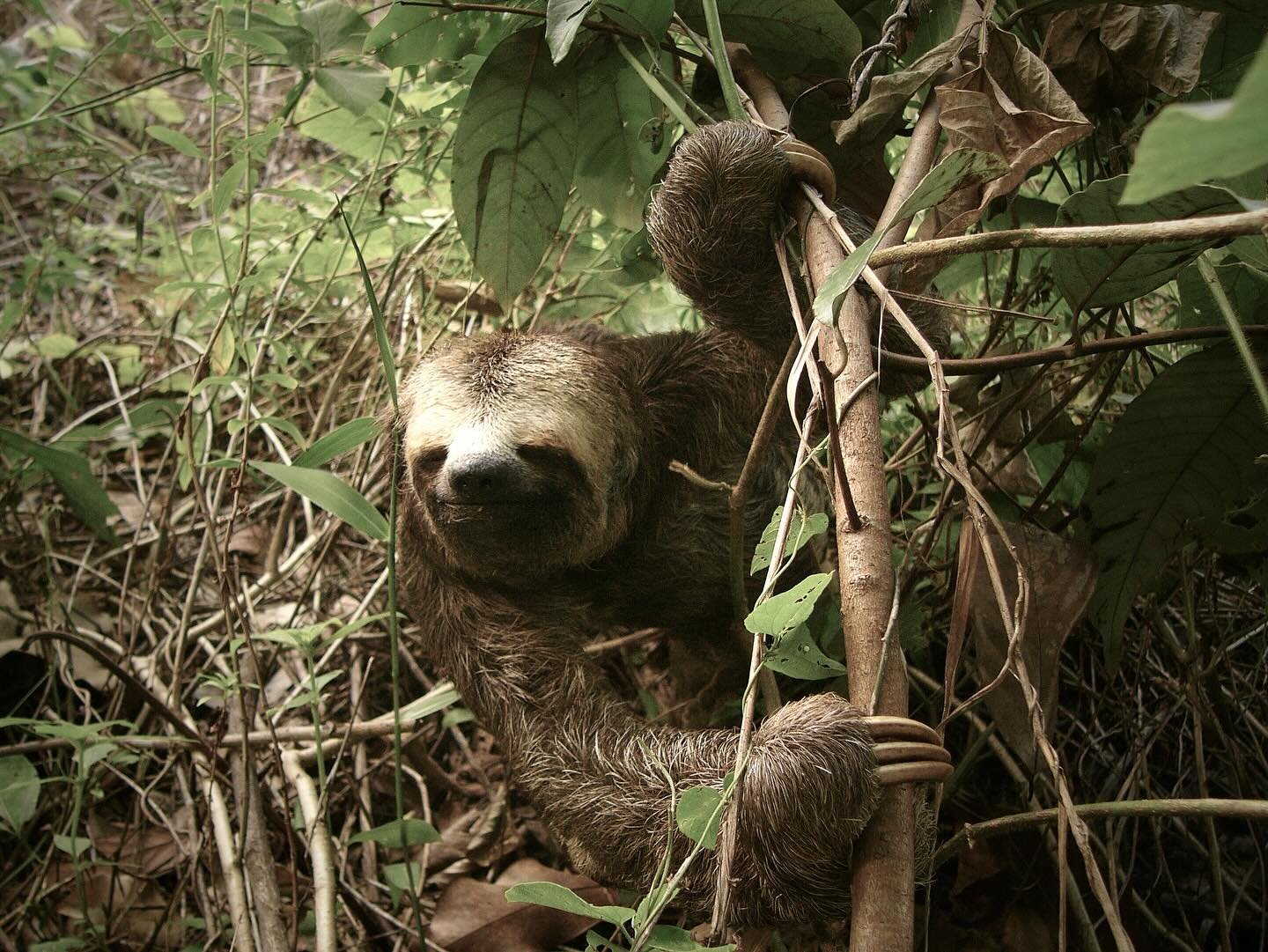 A three-toed sloth gripping tangled vines and branches in dense rainforest undergrowth, spotted on an Amazon Cruise Trip in Brazil