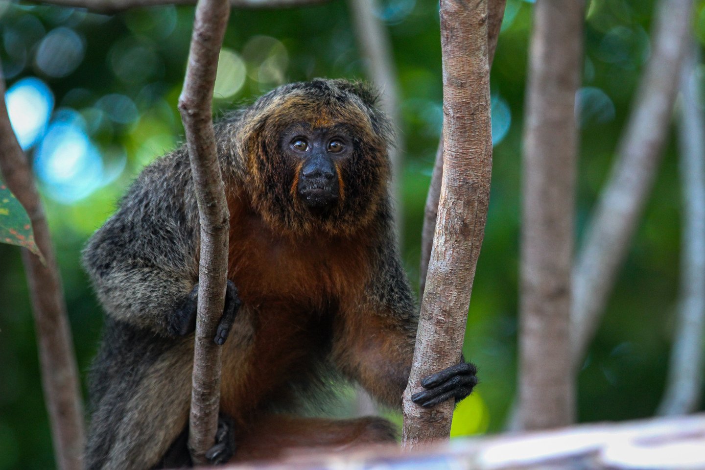 Black hands, rust chest — a canopy dweller pauses between the branches. A small monkey with rust-colored chest fur and a dark face grips thin tree trunks in lush green forest, spotted during an Amazon Cruise Trip in Brazil