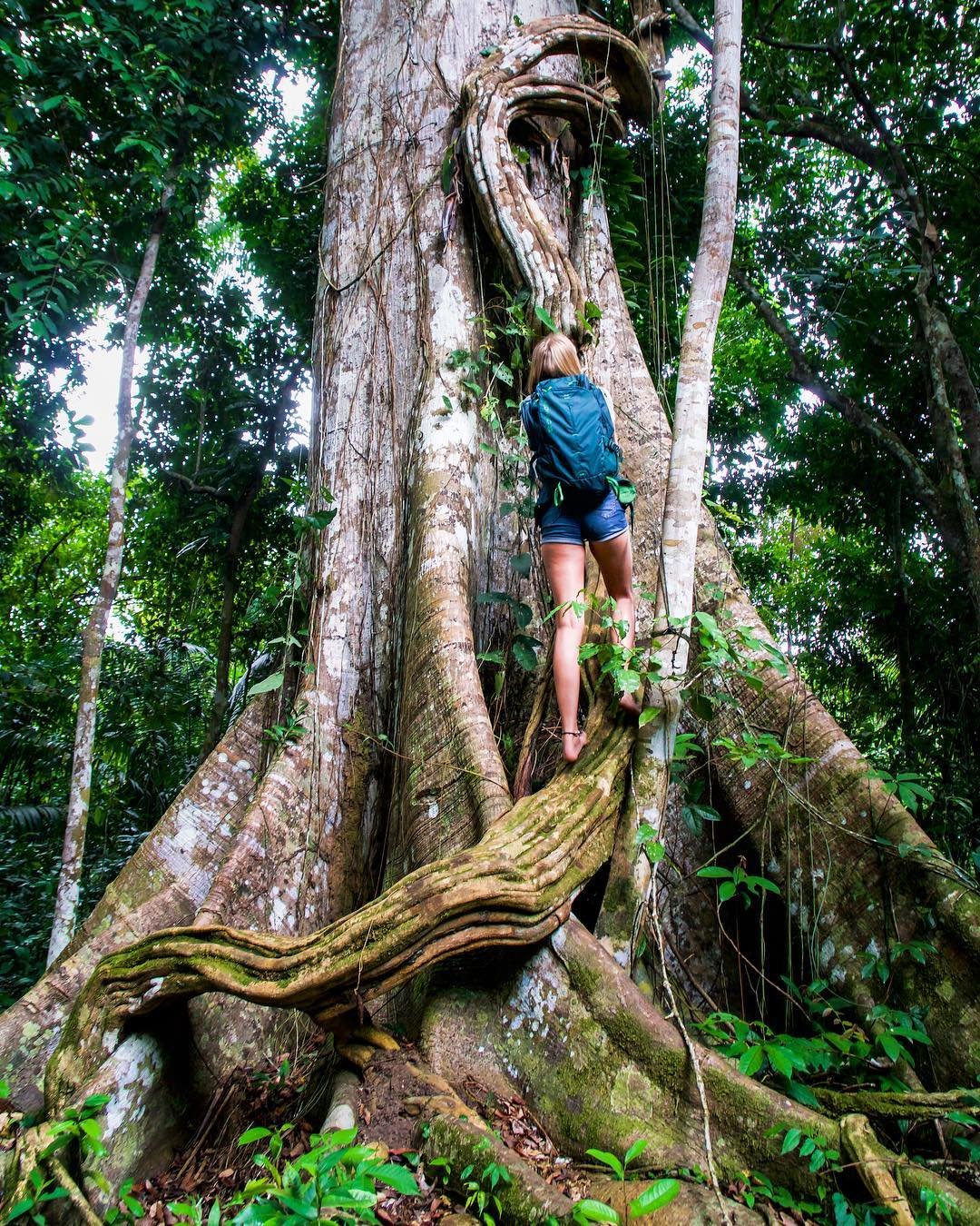 Uma mochileira escala as imensas raízes tabulares de uma árvore gigante da floresta tropical em um cruzeiro pela selva amazônica no Brasil, rodeada por uma densa copa verde e lianas pendentes