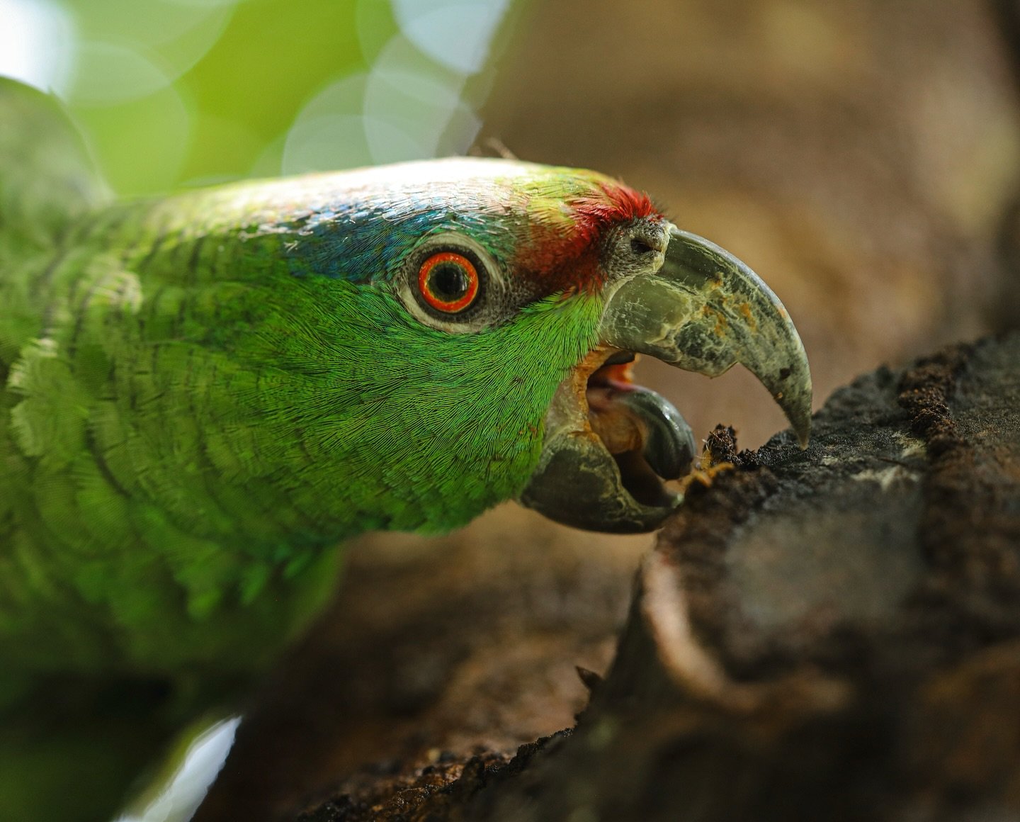 Penas verde-esmeralda, olhar de brasa — o papagaio-amazona rosna na casca sem se importar com mais nada. Close-up extremo de um papagaio-amazona verde com mancha vermelha na testa e anel ocular laranja vivo, mordiscando casca de árvore na floresta tropical