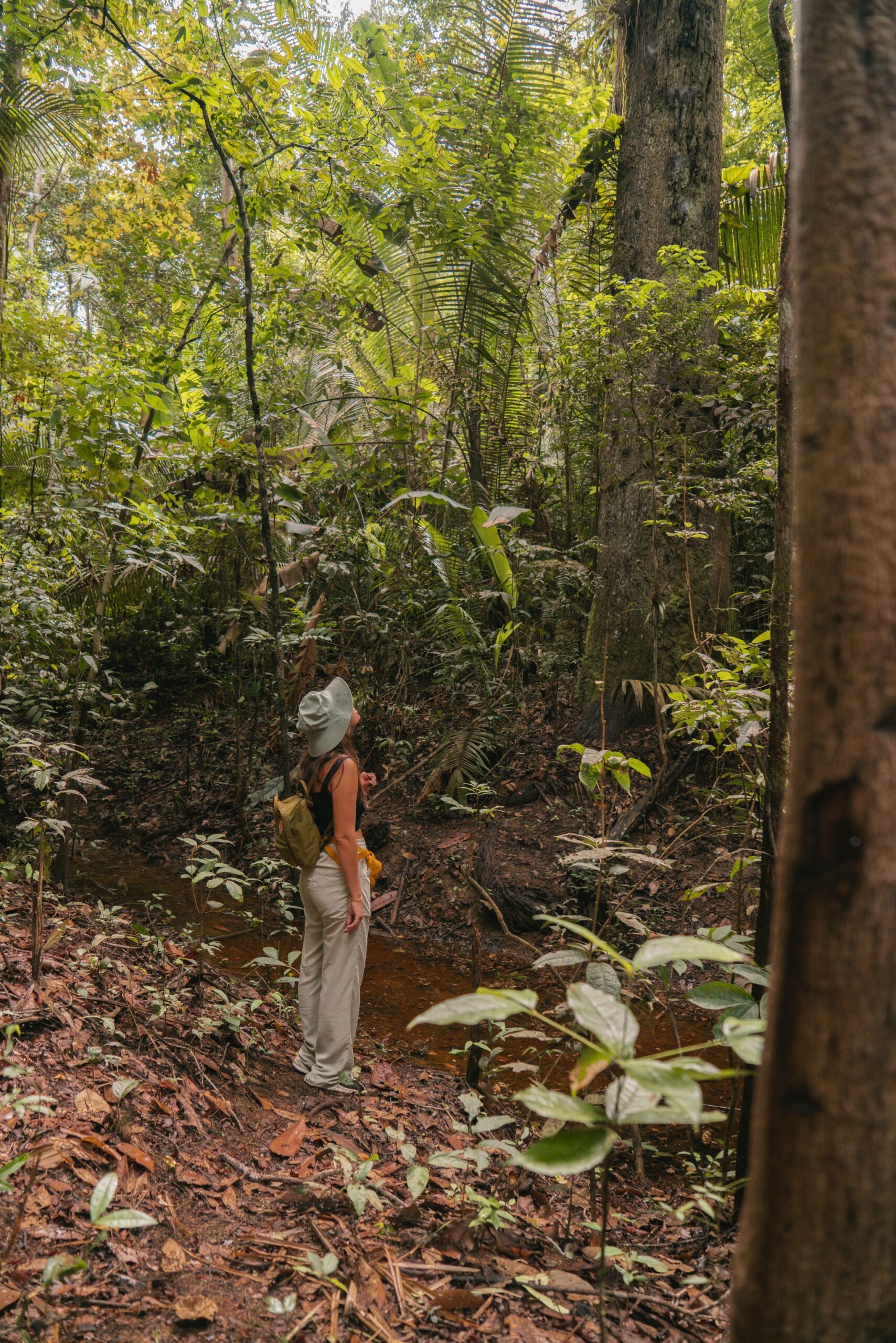 Traveler standing on a forest trail surrounded by dense green undergrowth on an amazon jungle experience brazil hike