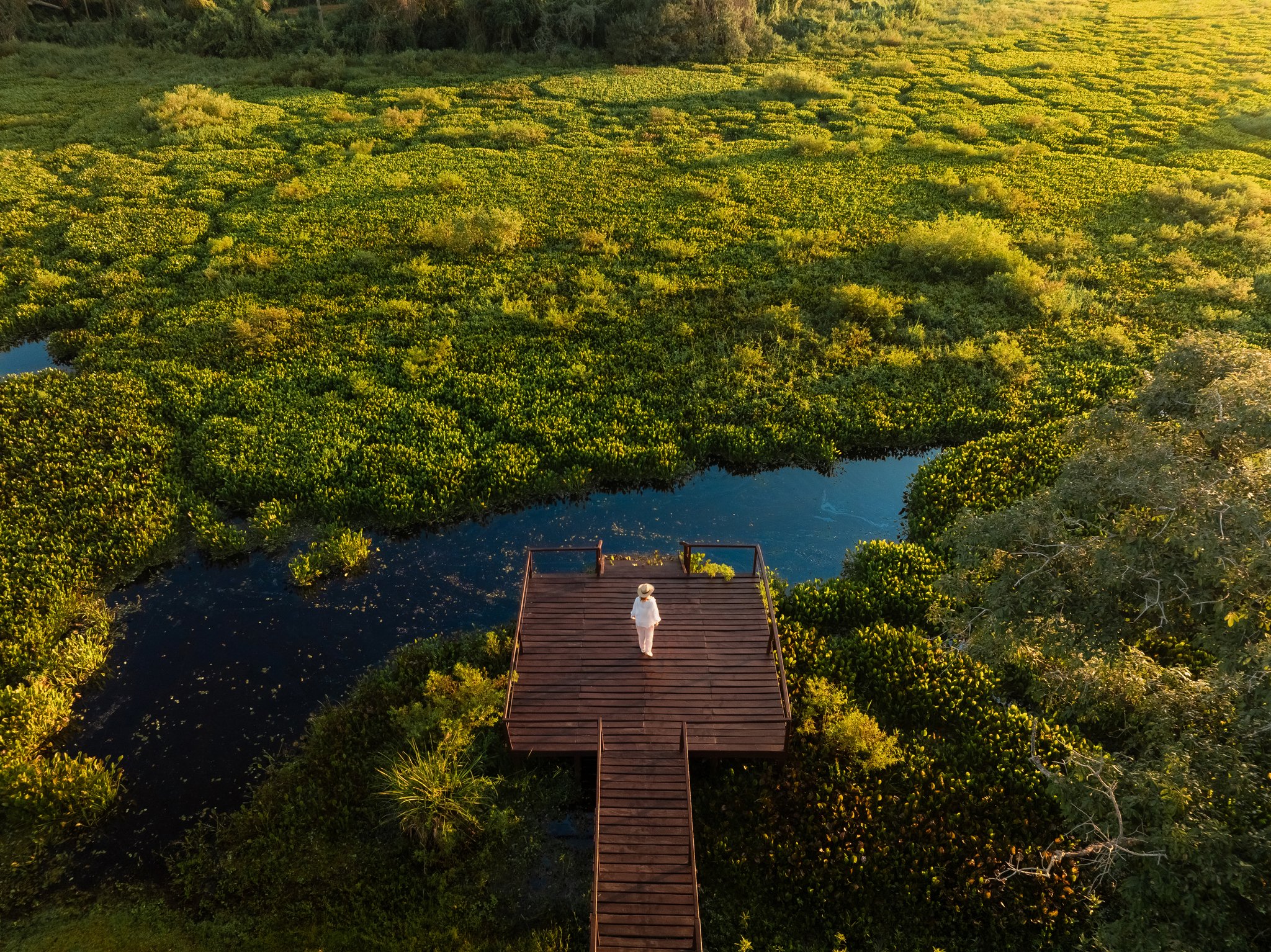 Aerial view of a traveller standing on a wooden boardwalk platform surrounded by vast green wetland vegetation and dark water channels at an amazon jungle lodge in Brazil