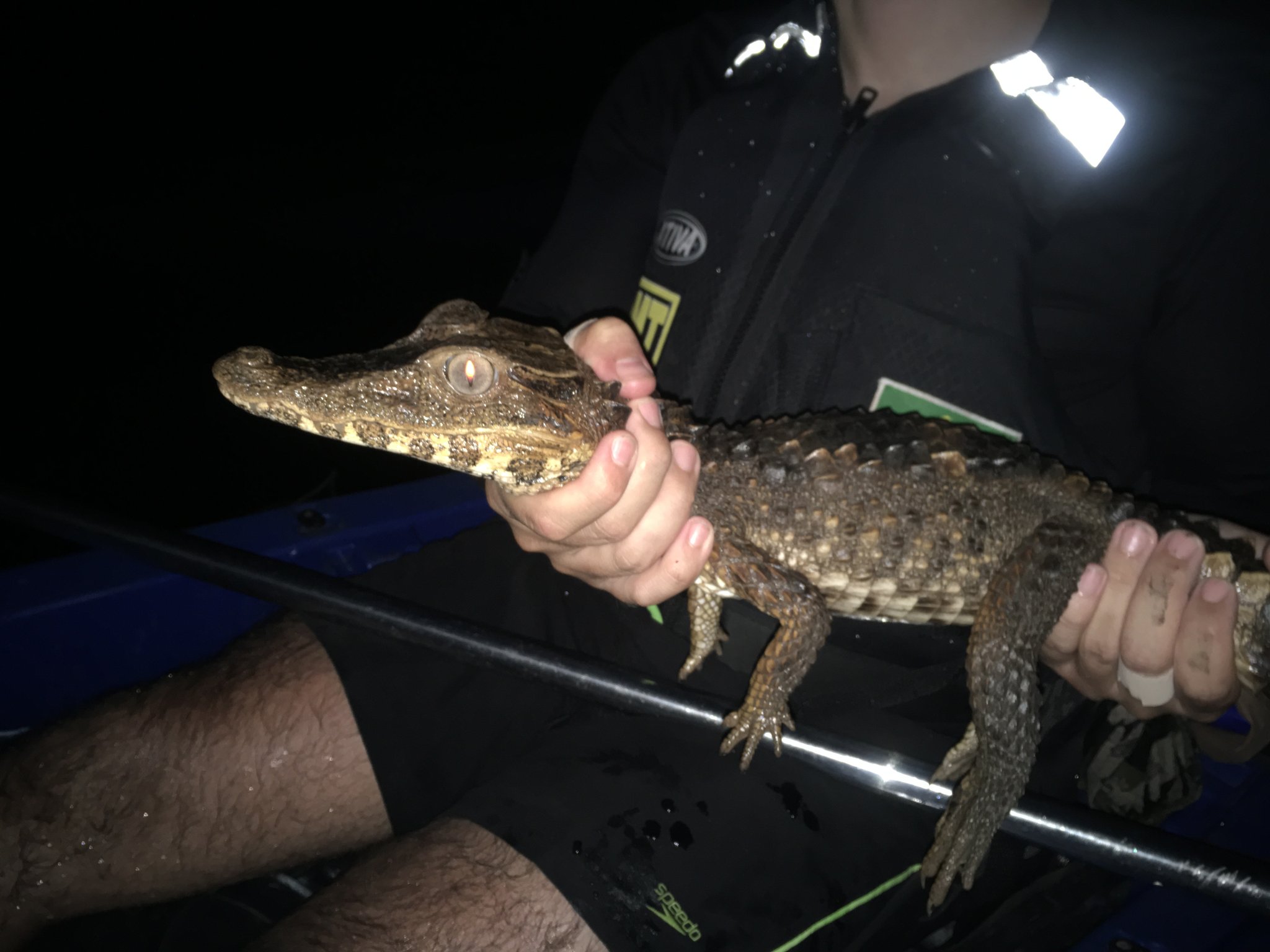 Klein, oeroud en totaal onverstoord, zo klein is jouw boot plotseling ook. Een gids houdt een kleine babykaaiман vast bij het licht van een hoofdlamp tijdens een nachtelijke wildlife-ontmoeting, met een amber glanzend oog in het duister