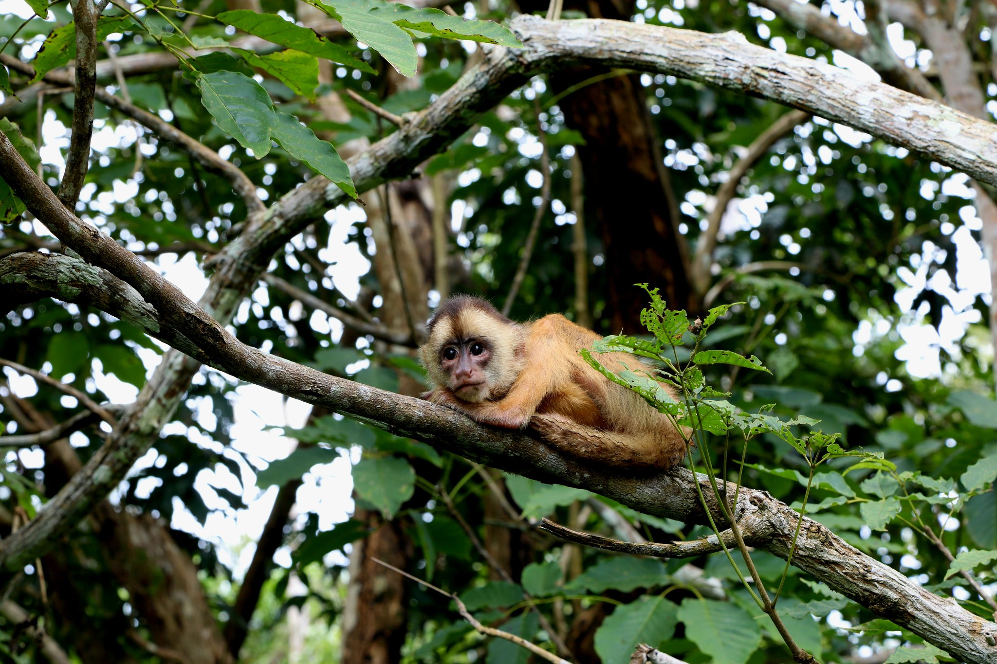 De middag rustig uitzitten, deze kapucijnaap doet het met stijl. Een bruinoranje kapucijnaap rust plat op een boomtak te midden van dicht groen junglegebladerte en kijkt recht in de camera — een bijzondere wildlifeontmoeting op een kajaktour in het Amazonegebied in Brazilië