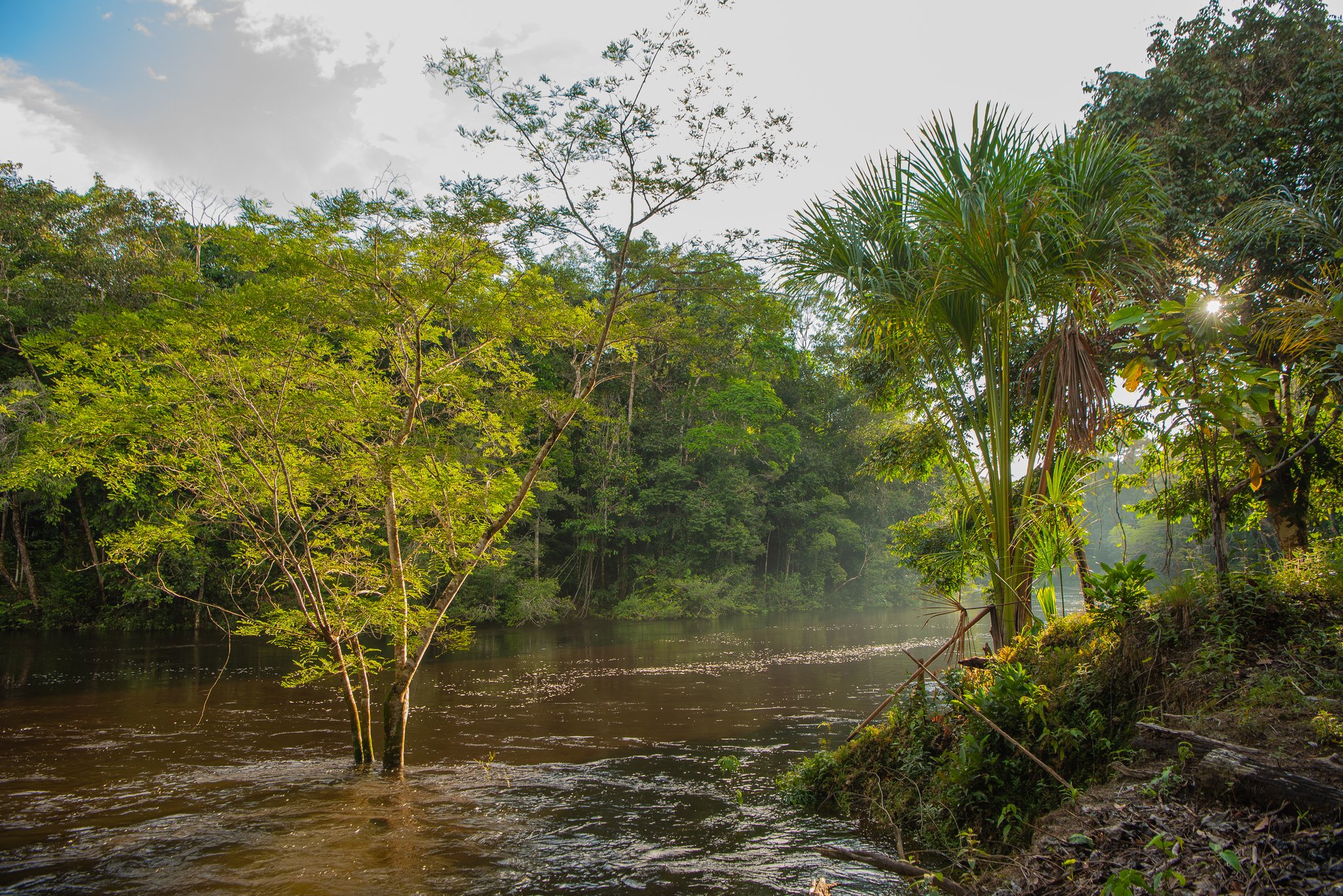 Het water klimt omhoog, het bos trekt zich nergens van aan. Zonovergoten bomen staan in een overstroomde tropische rivier tijdens een Amazon-kajaktoer in Brazilië, met een mistige junglebaldakijn die in de verte verdwijnt