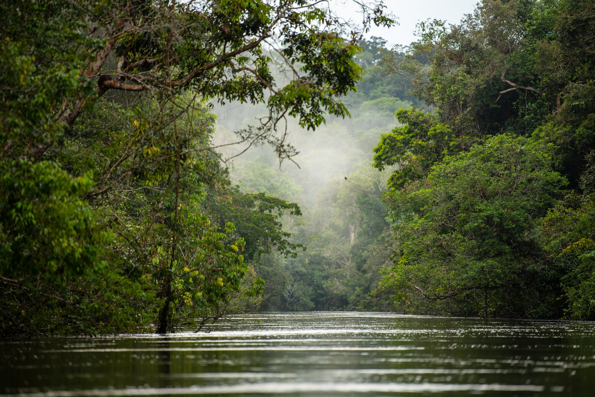 Stil water, opkomende mist, en alleen het geluid van peddels die het oppervlak raken. Een spiegelgladde riviergang omzoomd door dicht tropisch regenwoud met zachte ochtendmist boven de boomkruinen, gezien vanaf het wateroppervlak tijdens een Amazon kayaktour in Brazilië